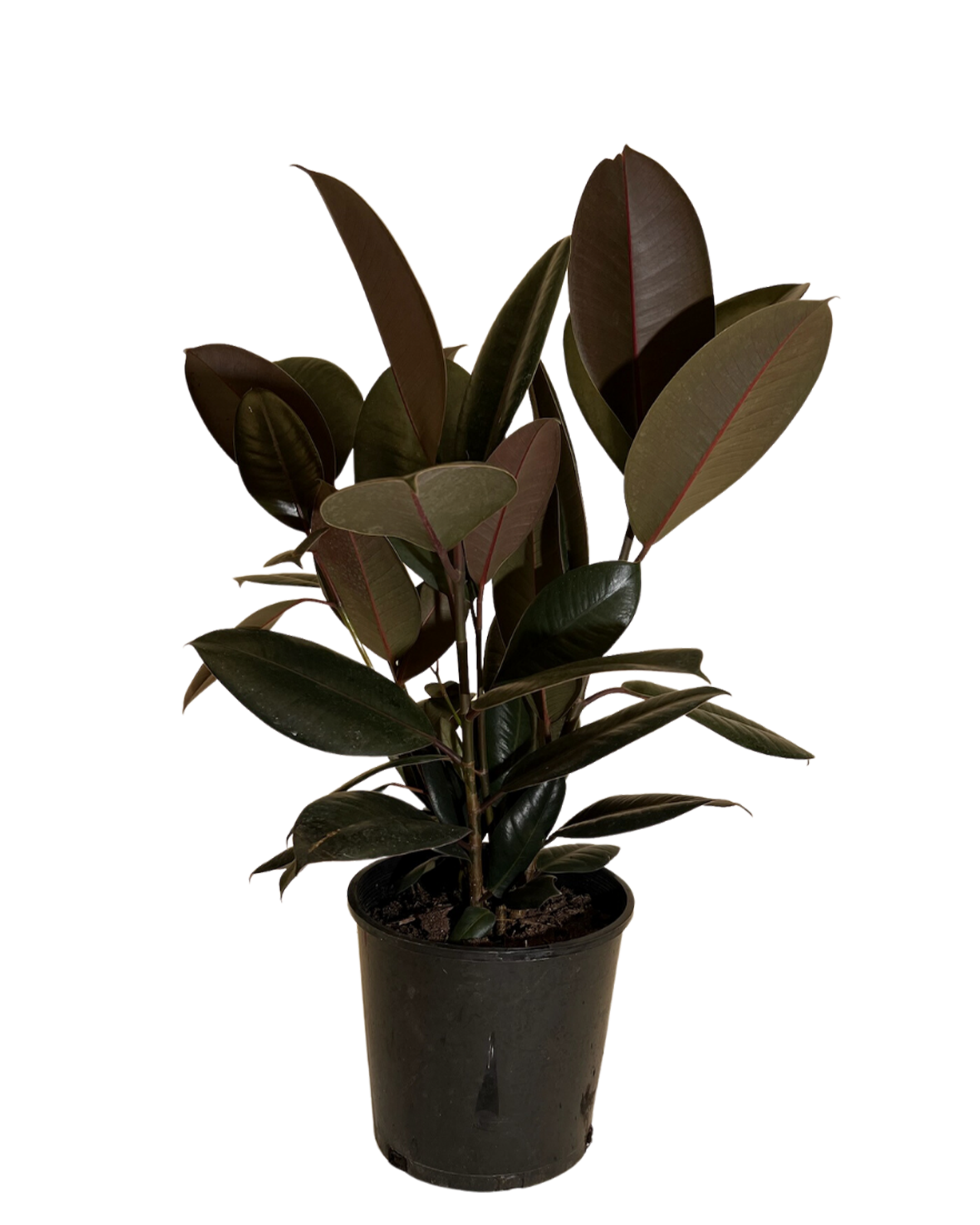 Ficus Elastica Burgundy