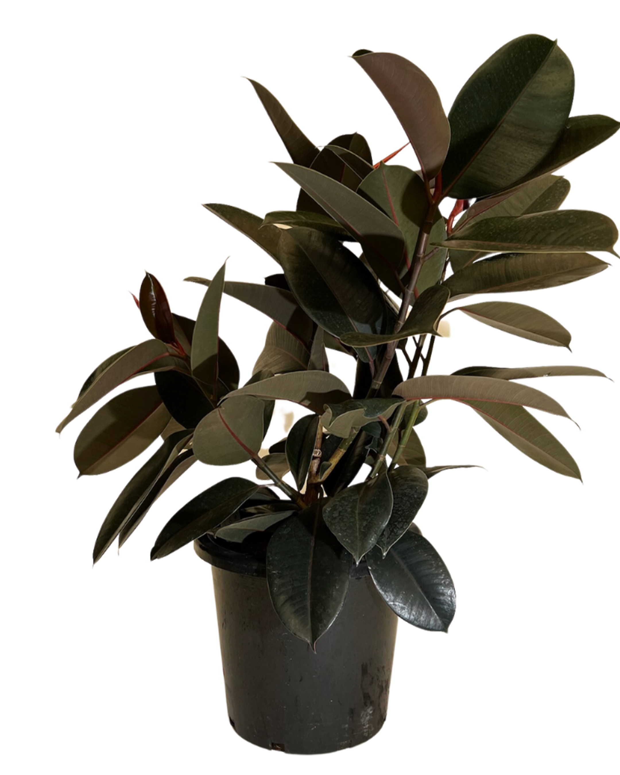 Ficus Elastica Burgundy