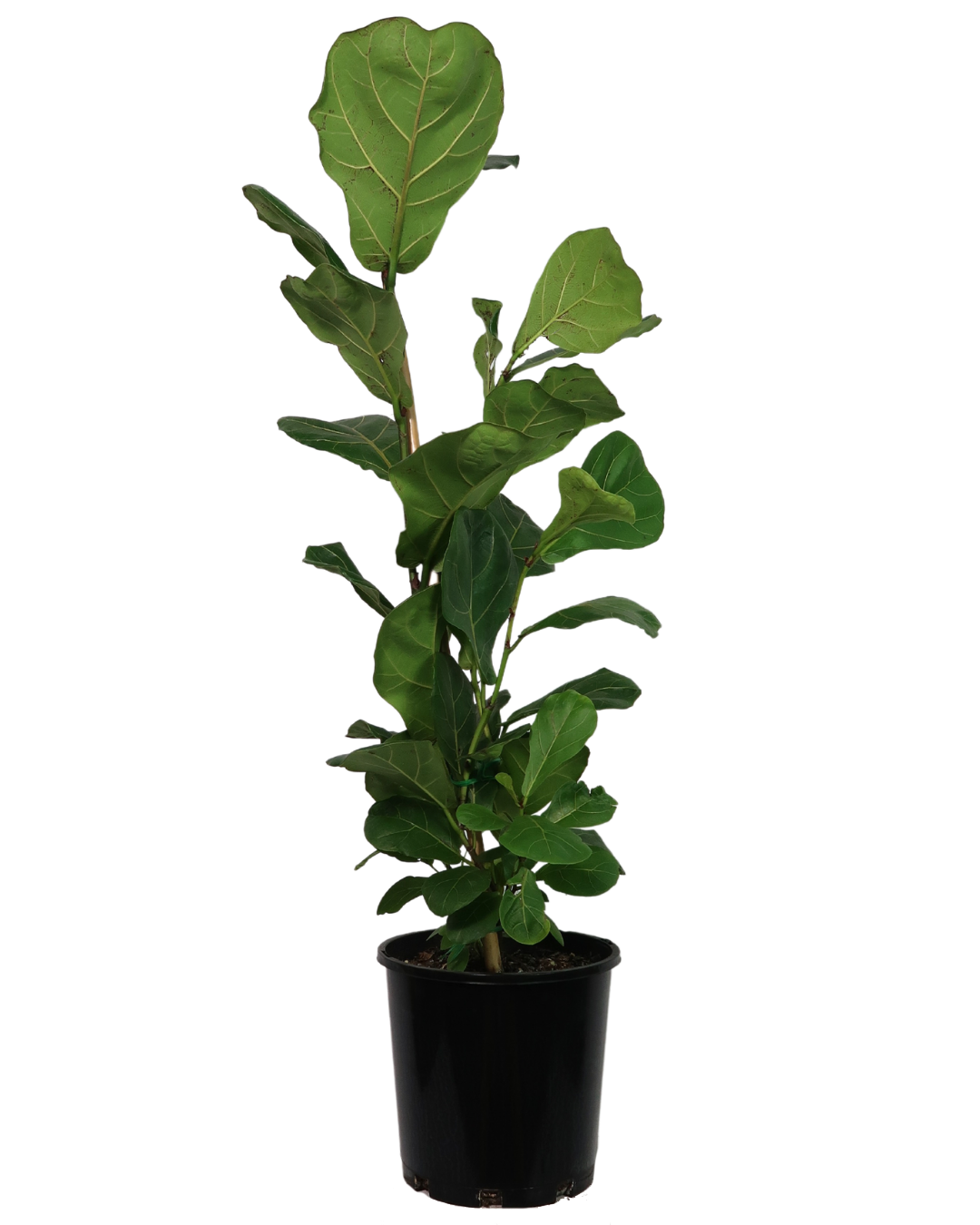 fiddle leaf fig perth Ficus Lyrata | Indoor Plant Perth