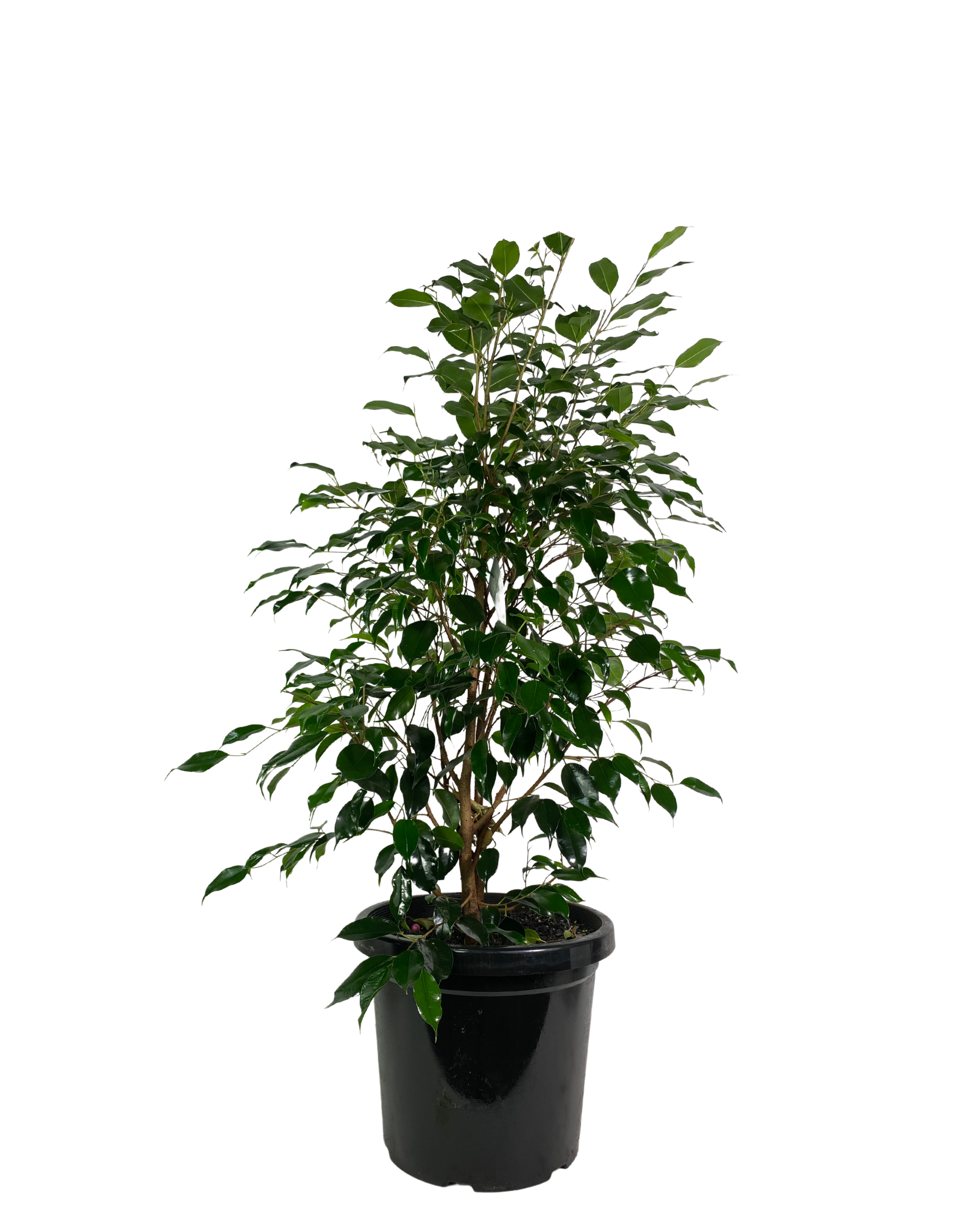 Ficus Midnight Beauty