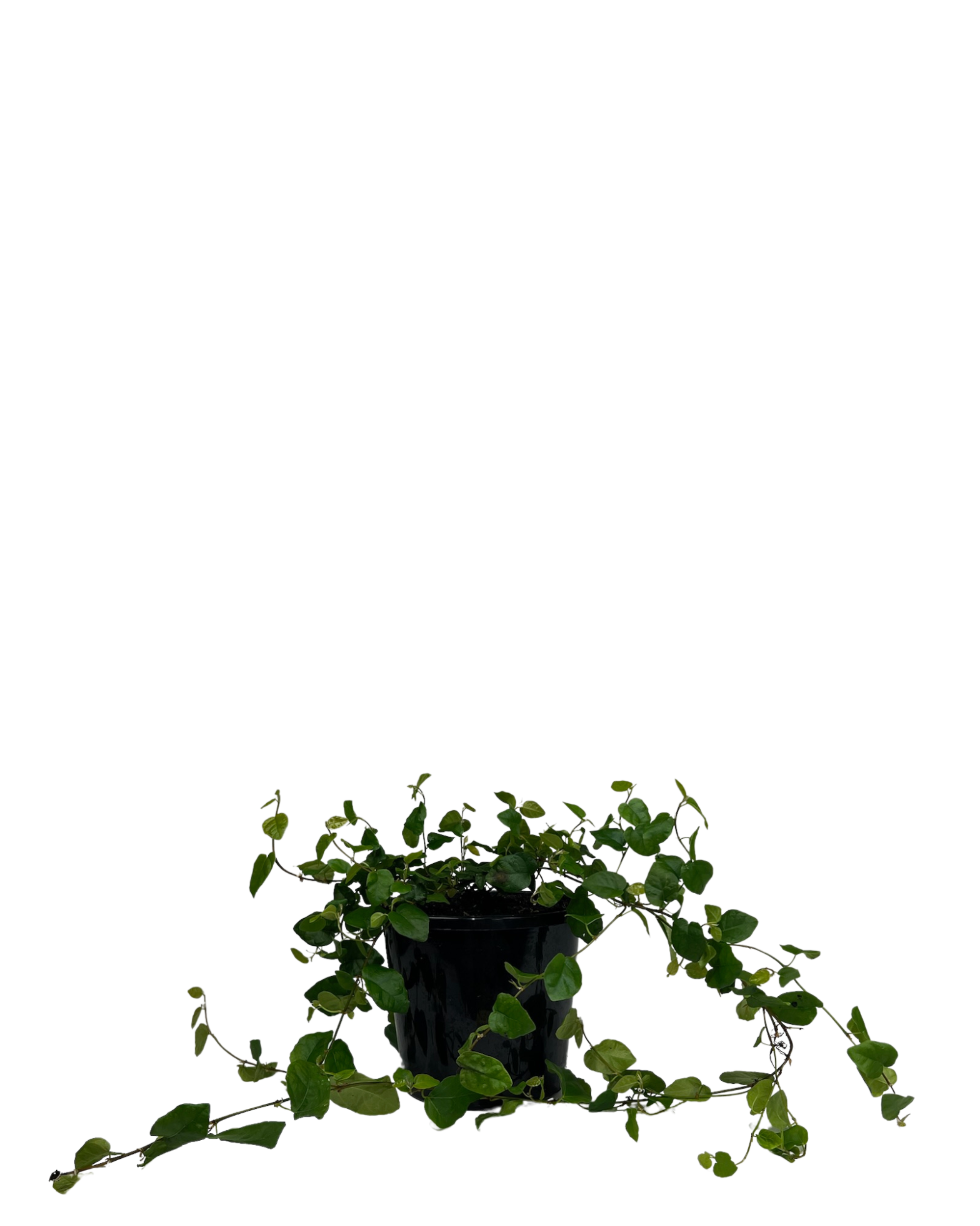 Creeping Fig - Ficus Pumila