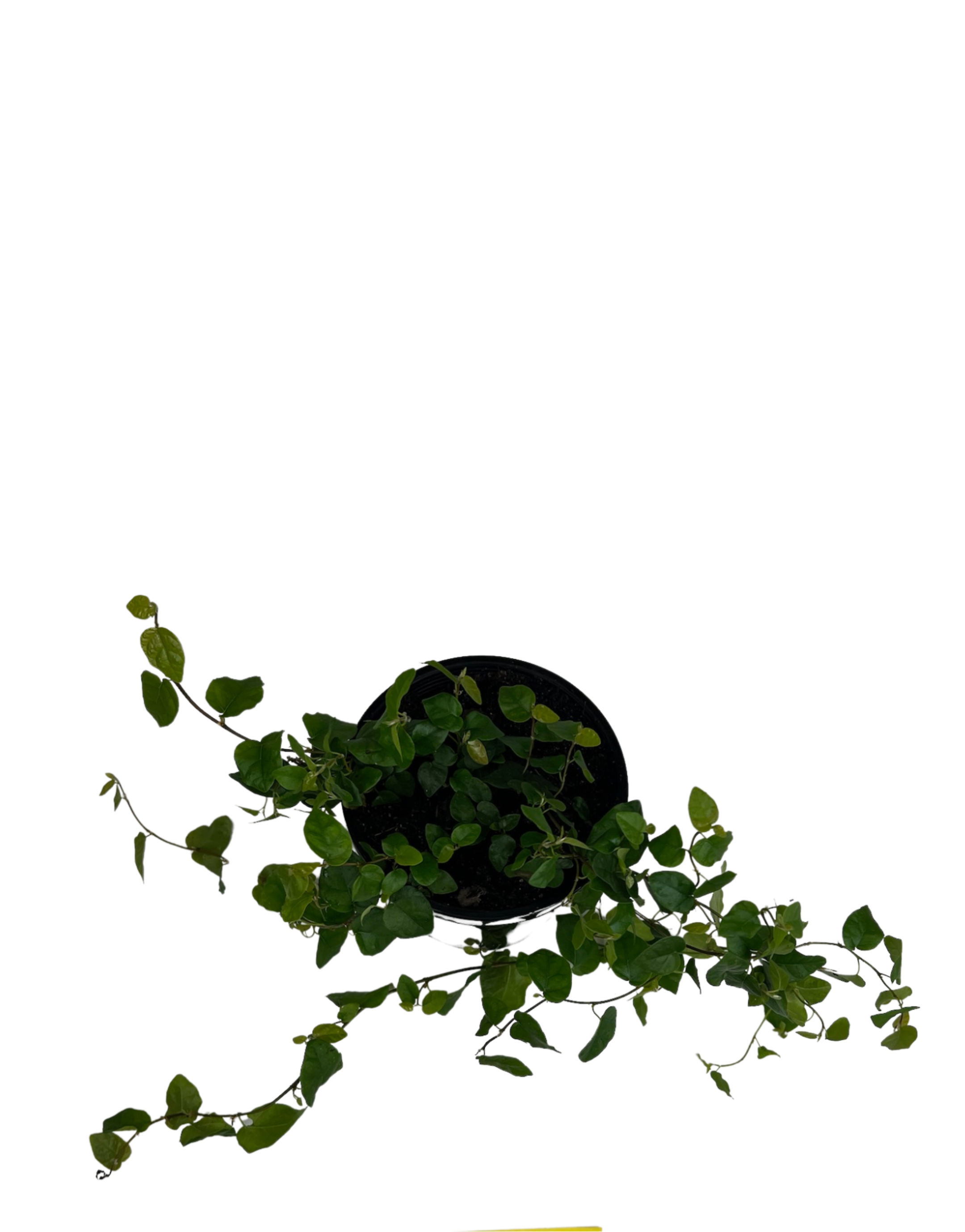 Creeping Fig - Ficus Pumila