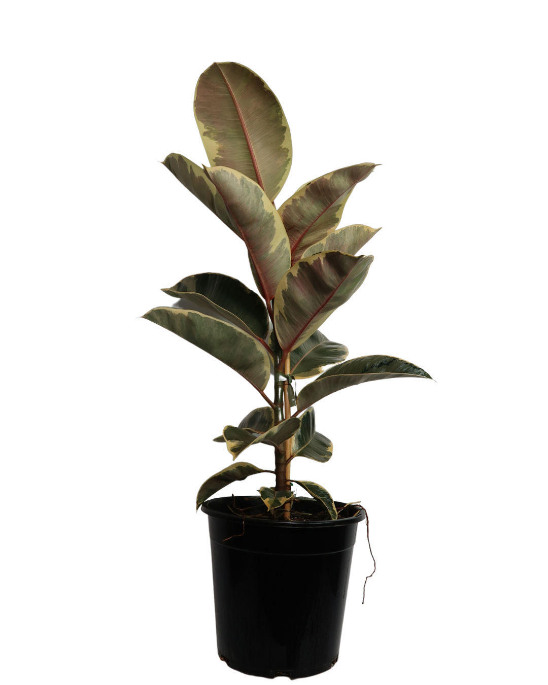 Ficus Tineke