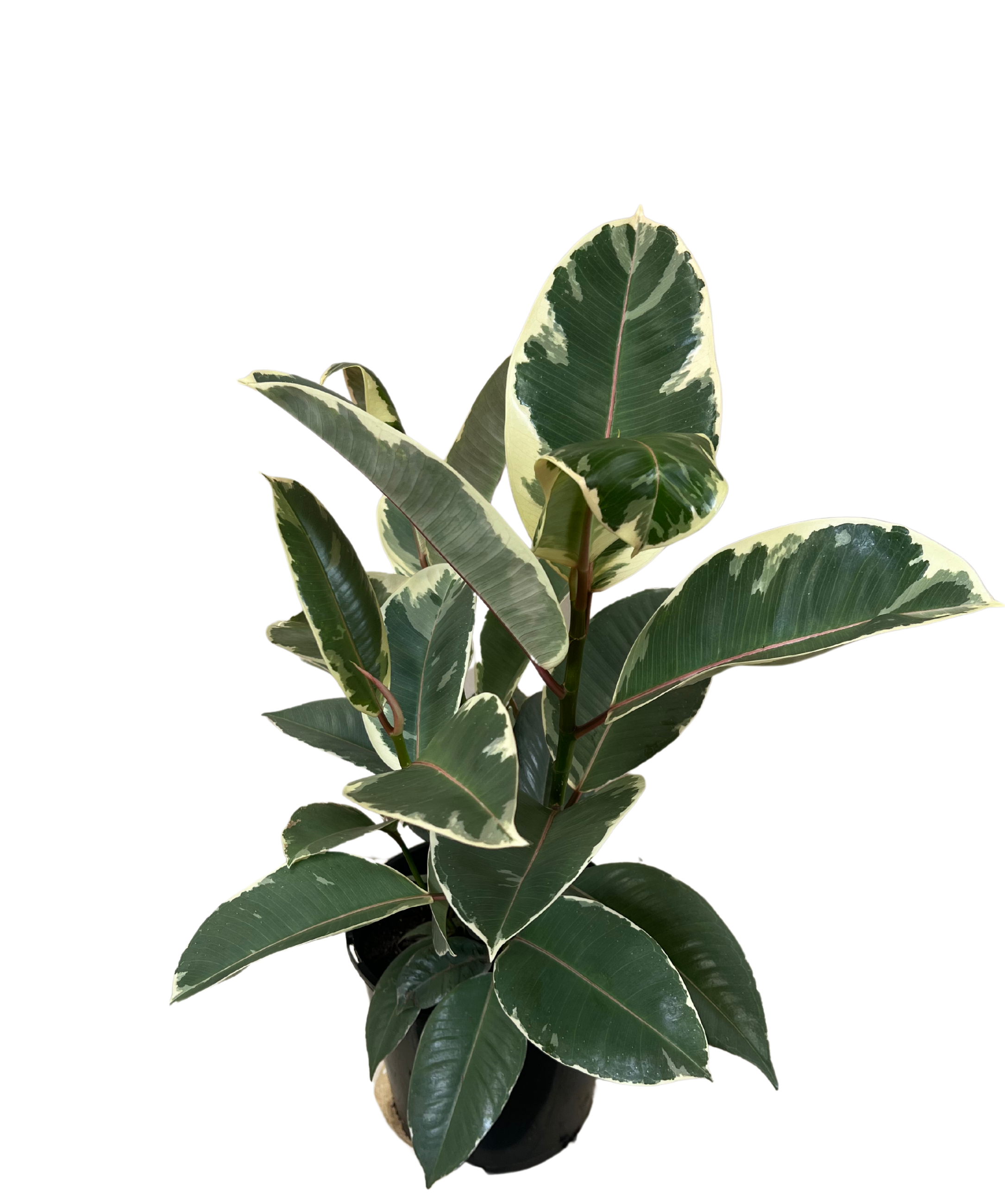 Ficus Tineke
