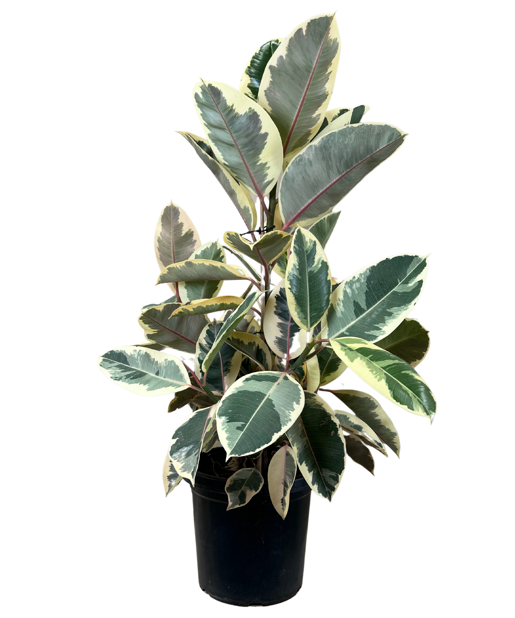 Ficus Tineke