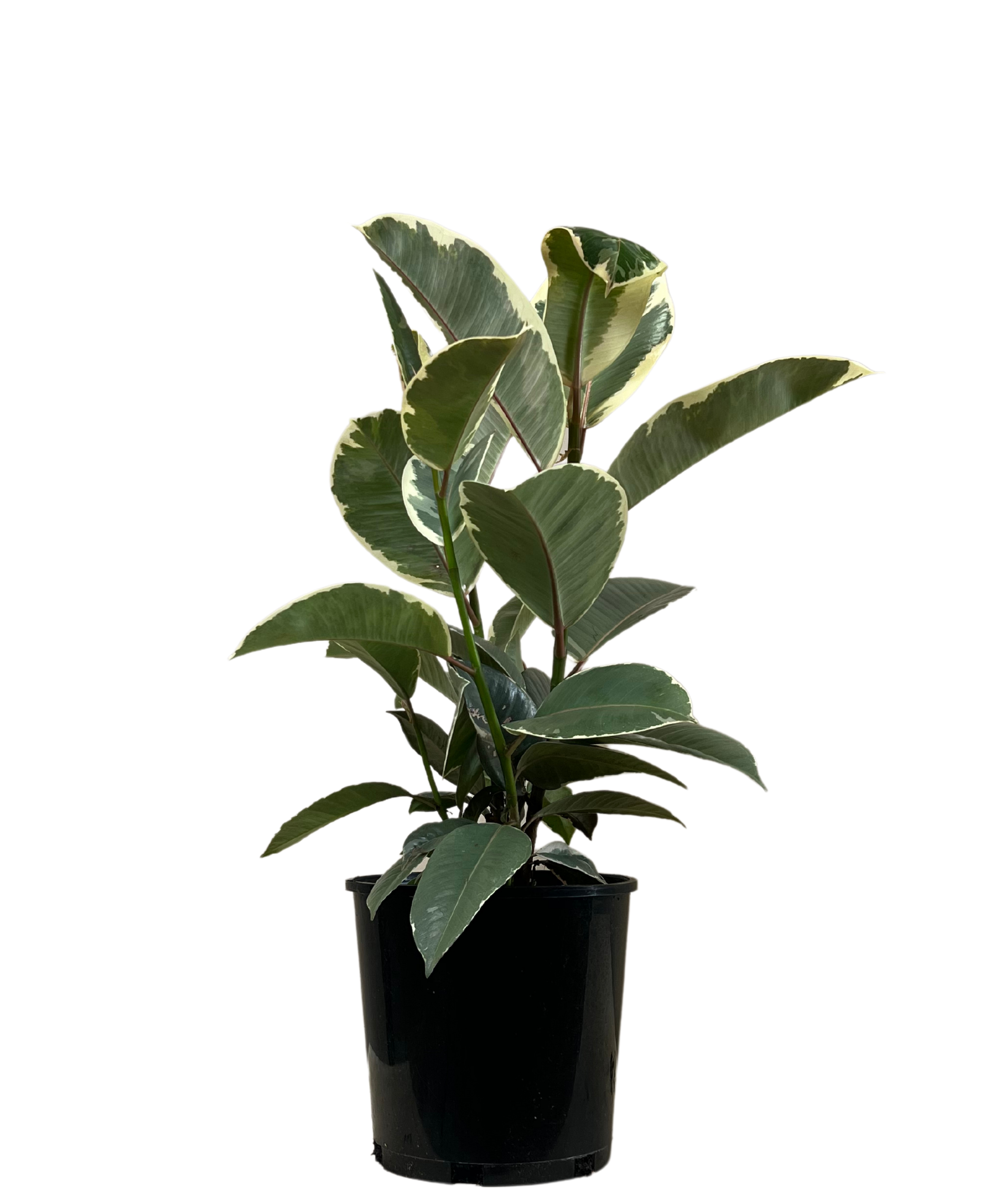 Ficus Tineke