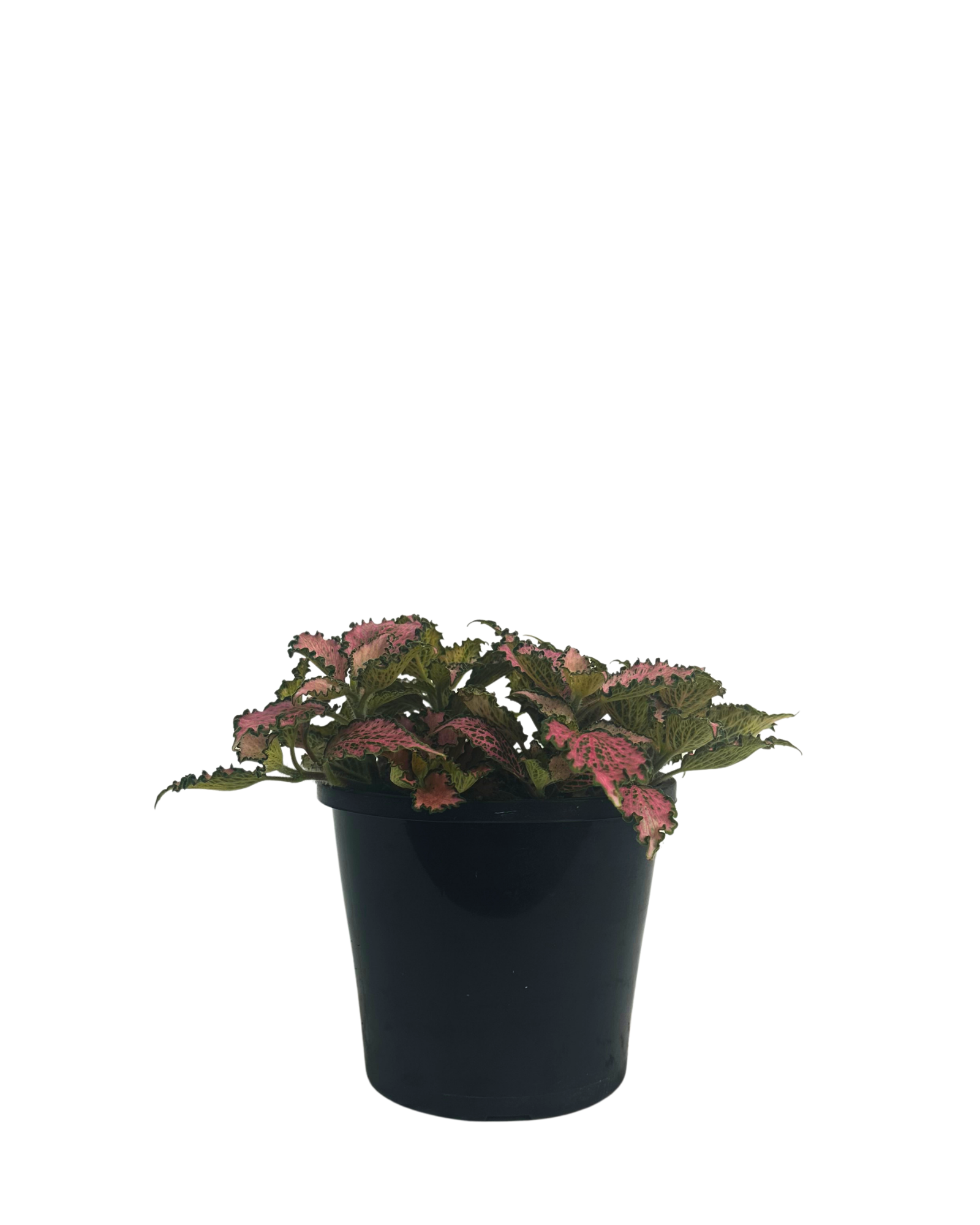 Fittonia Pink