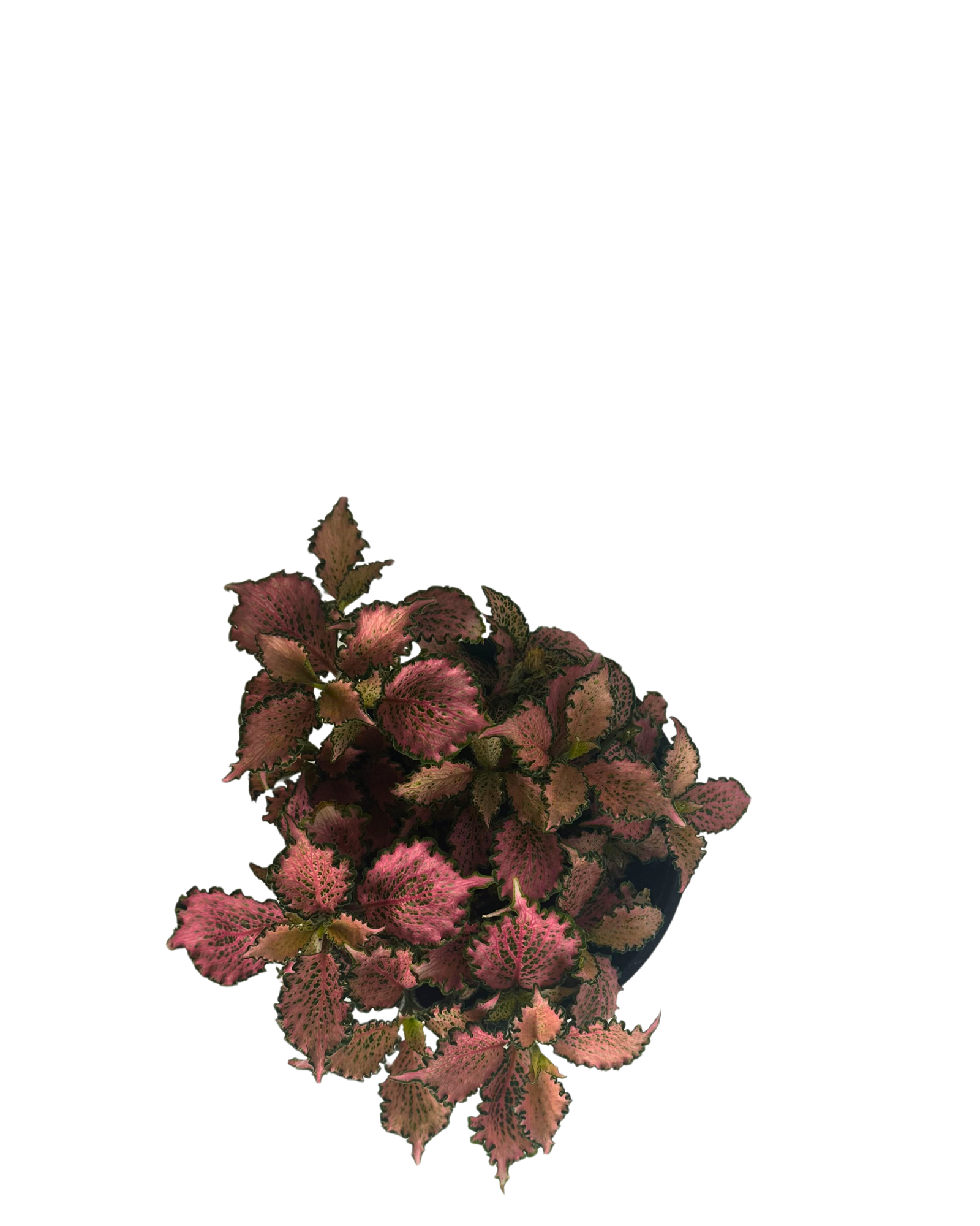 Fittonia Pink