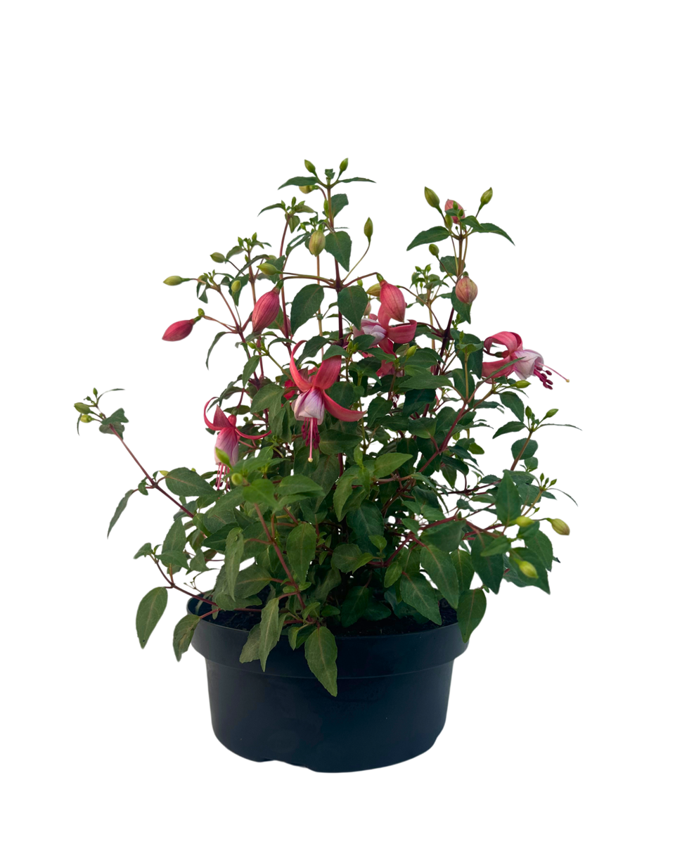 Fuchsia Bella Evita