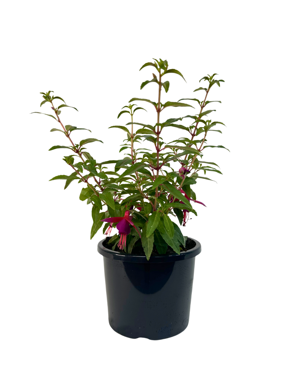 Fuchsia Electric Lights