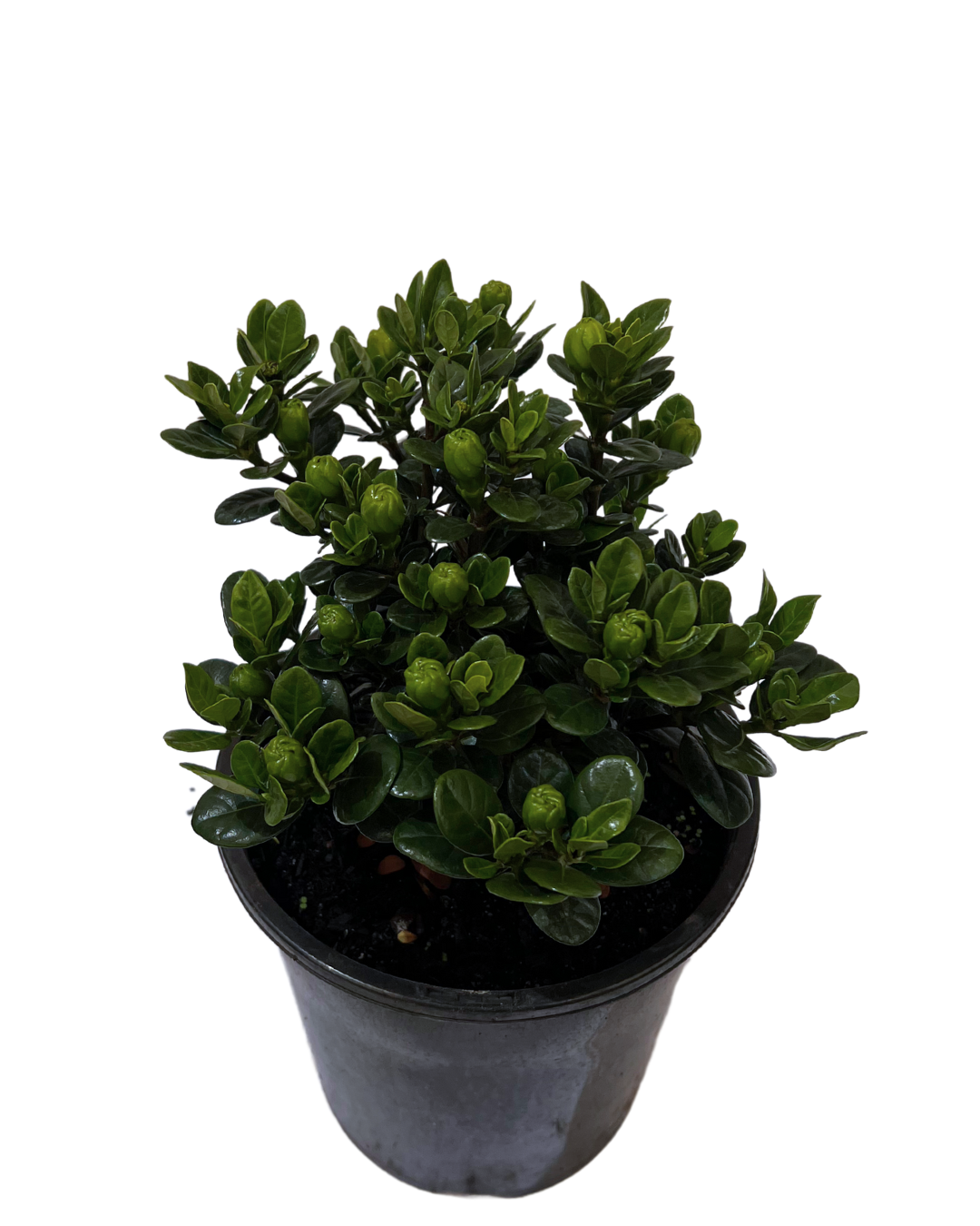 Gardenia Augusta Tinkerbell