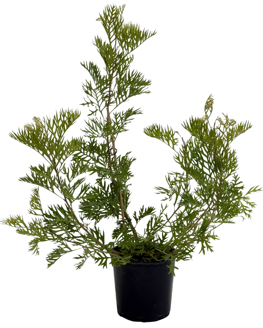 Grevillea Robyn Gordon