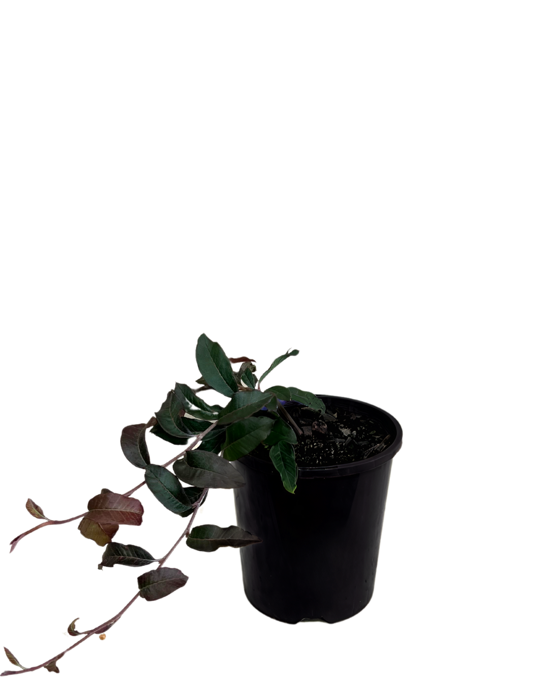 Grevillea Crimson Carpet