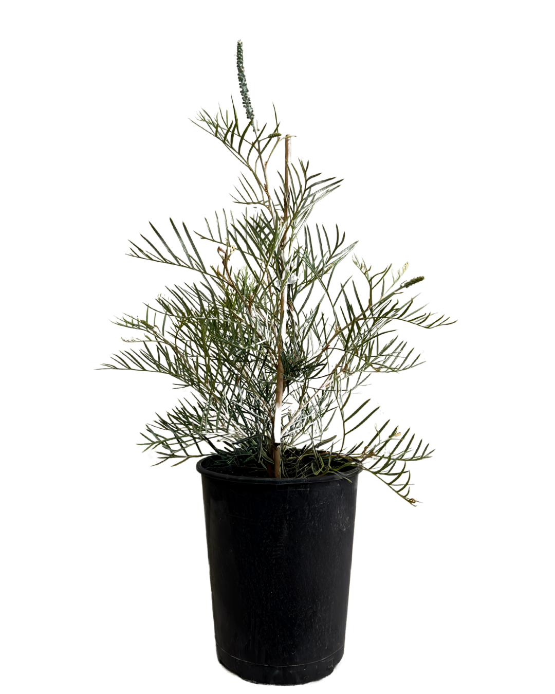 Grevillea Cupids Dream