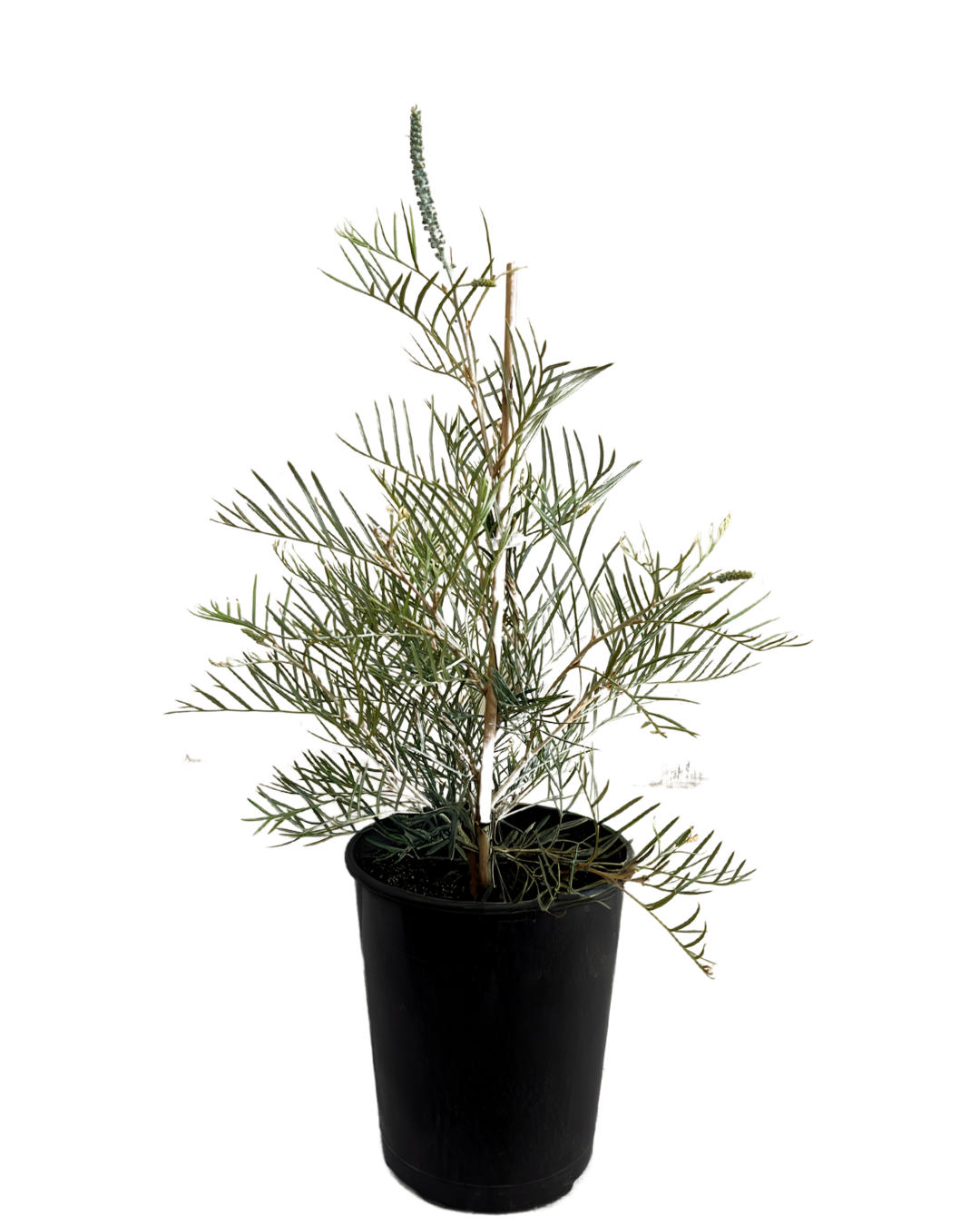 Grevillea Cupids Dream