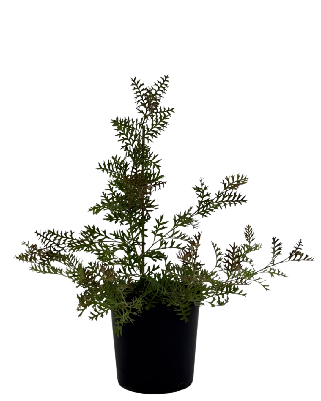 Grevillea Carpet Layer