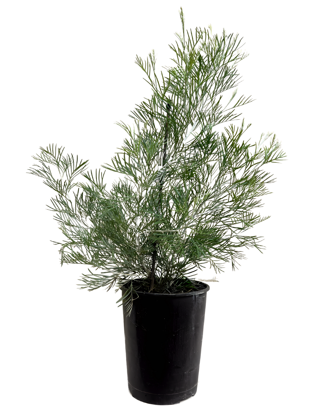 Grevillea Honey Moon