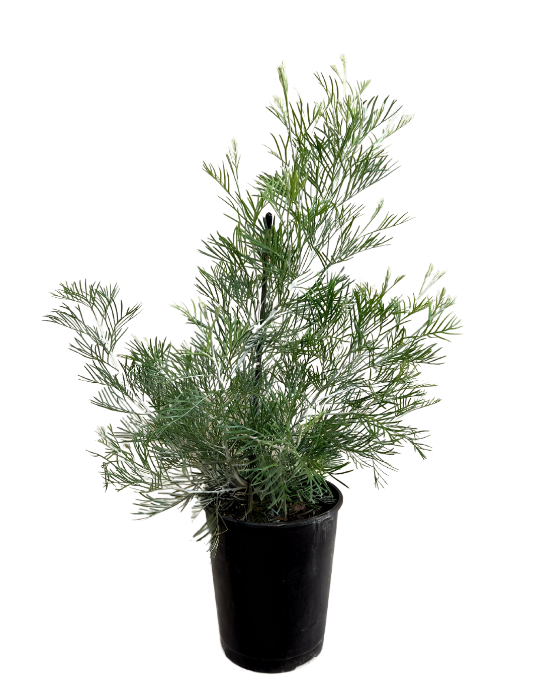 Grevillea Honey Moon