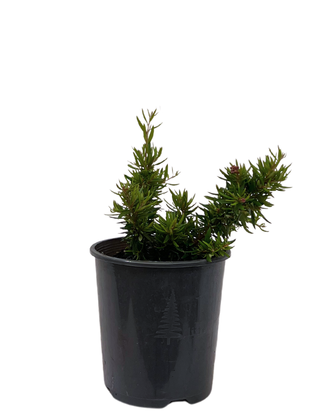 Grevillea Hybrid New Blood