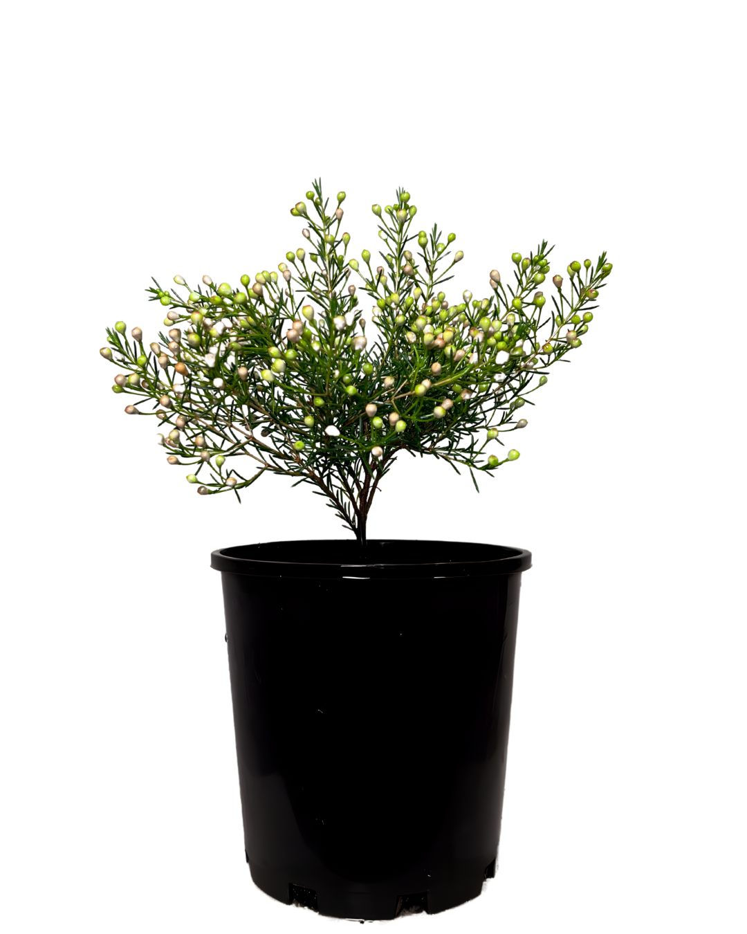 Geraldton Wax - Chamelaucium Pristine White