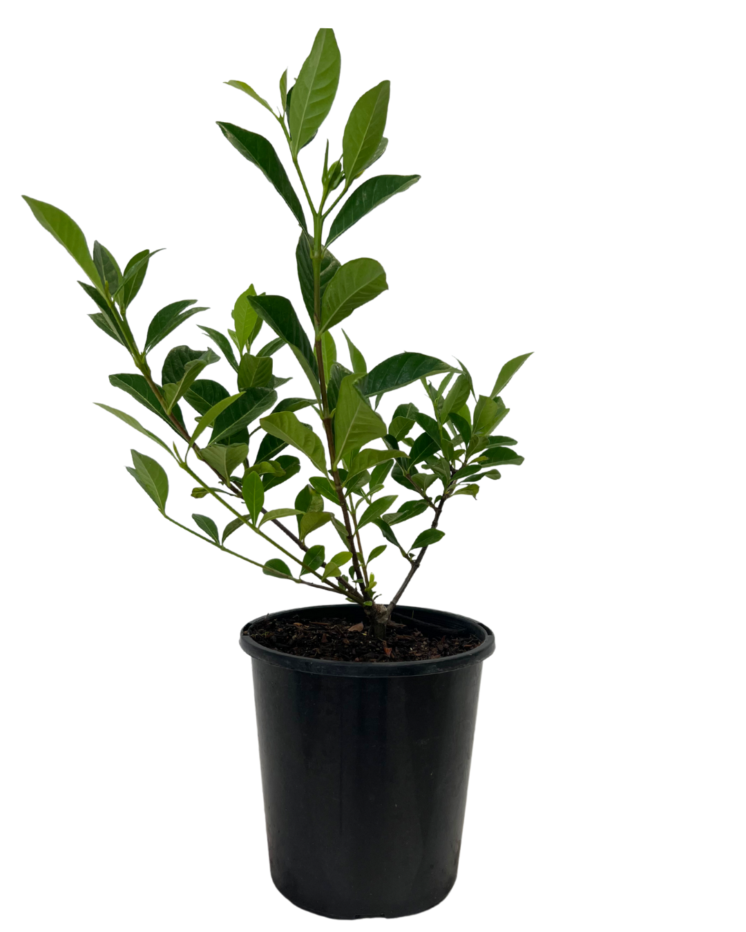 Gardenia Florida