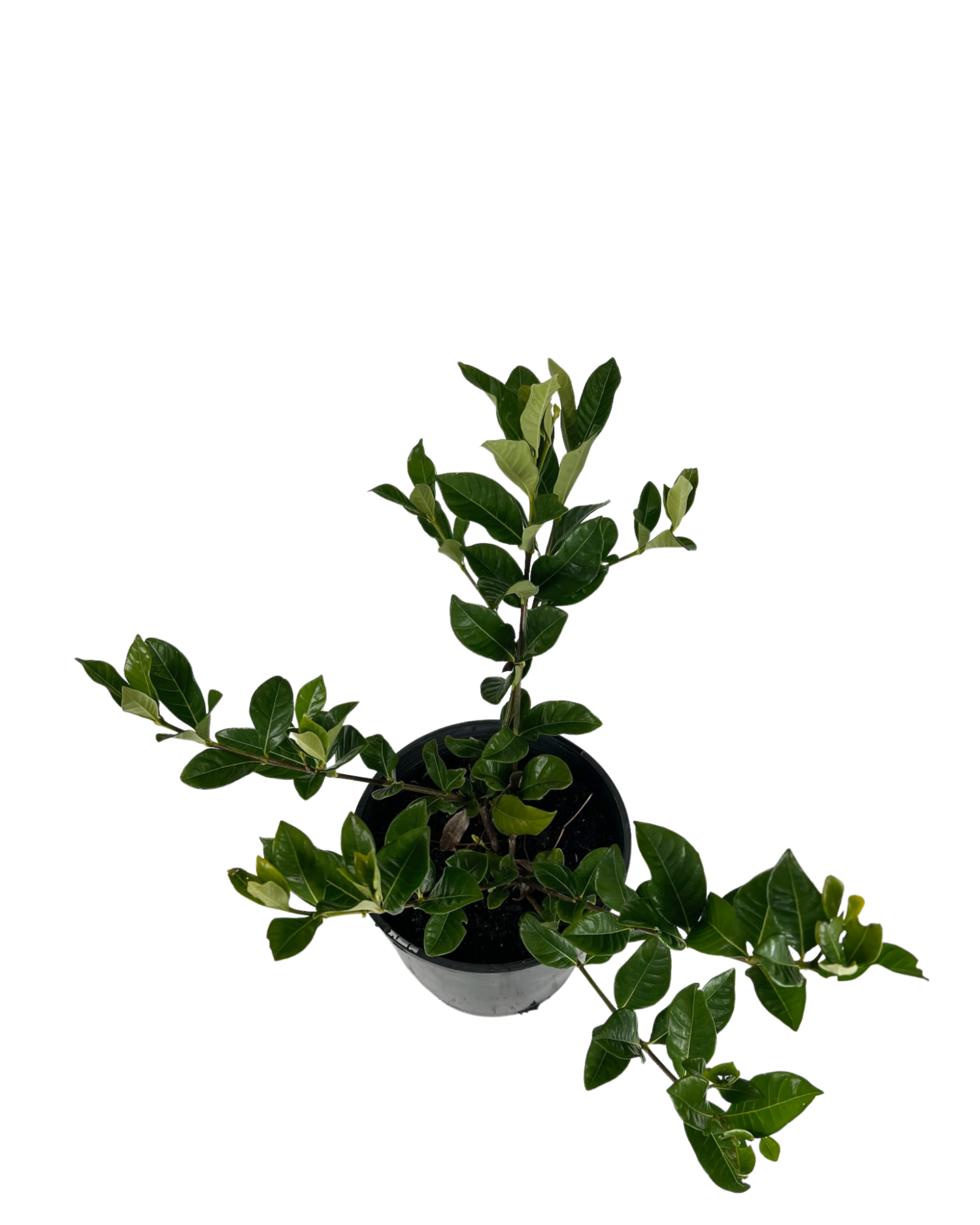 Gardenia Augusta Florida