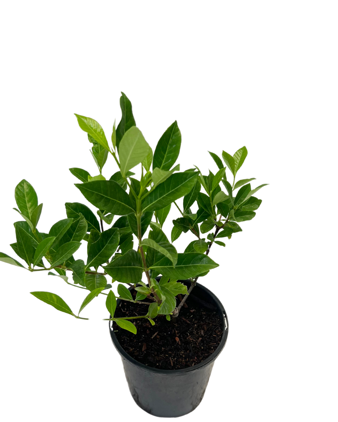 Gardenia Florida