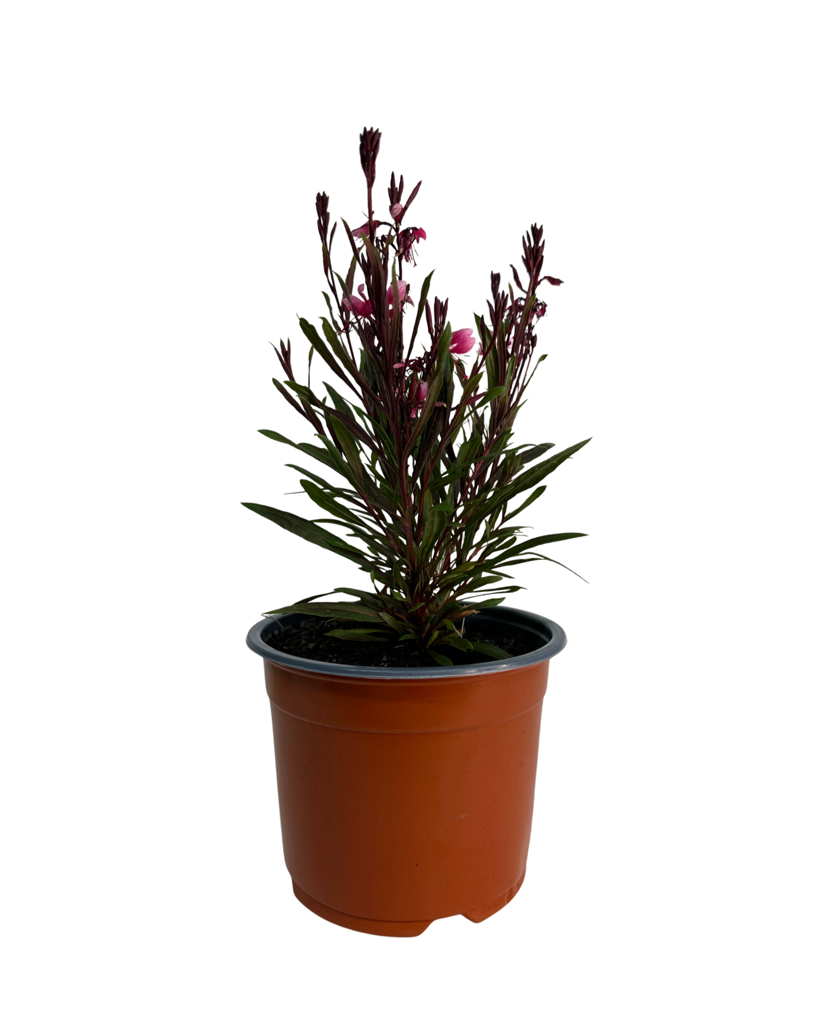 Gaura Belleza Comp Light Pink