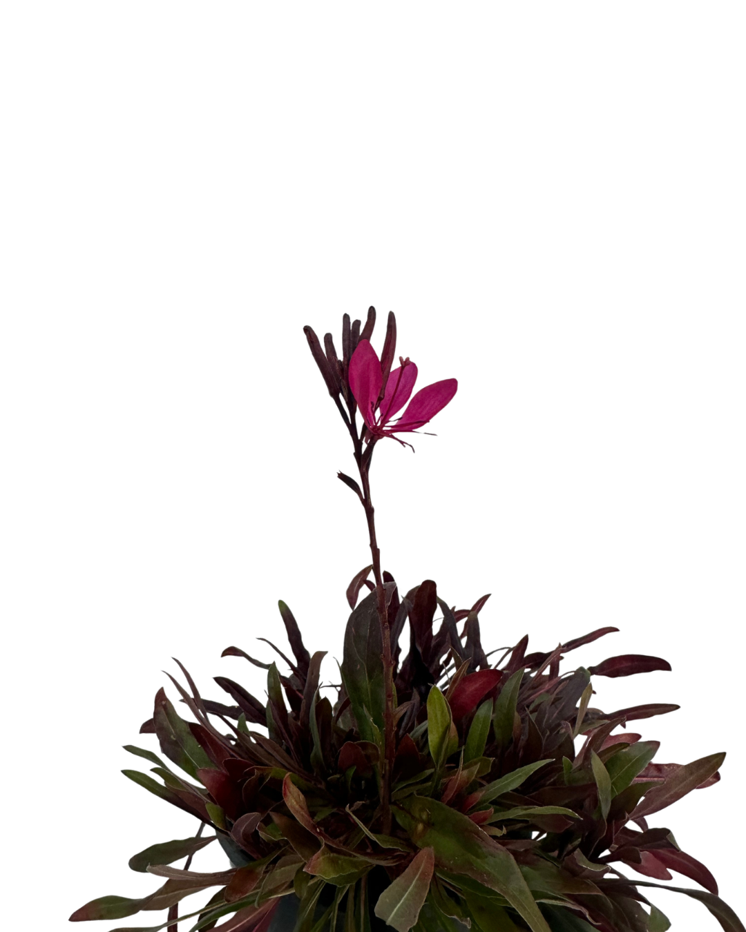 Gaura Belleza Dark Pink