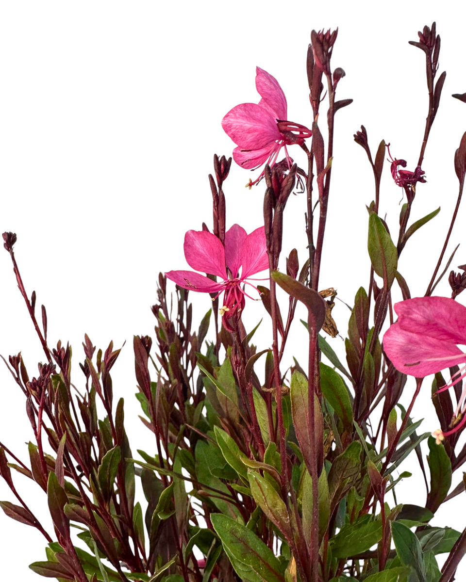 Gaura Belleza Pink