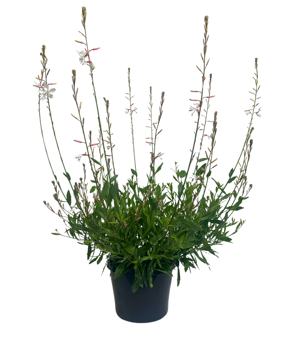Gaura Belleza White
