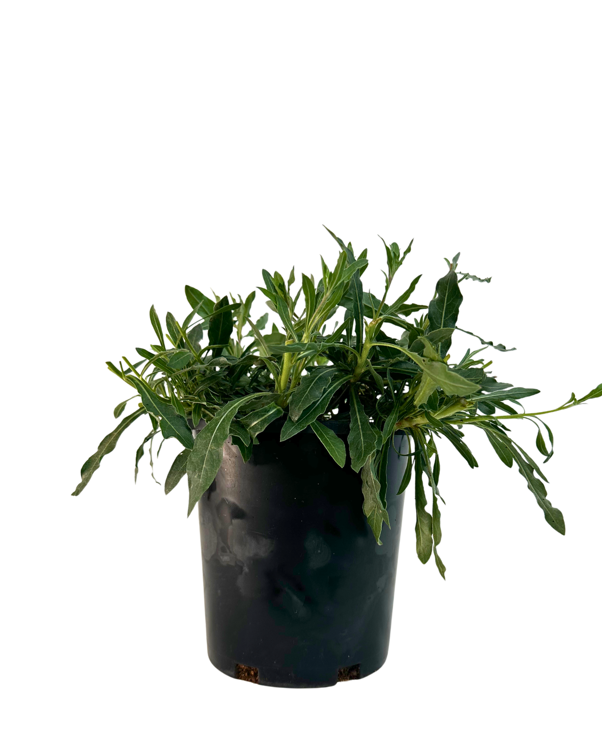 Gaura Stratosphere White