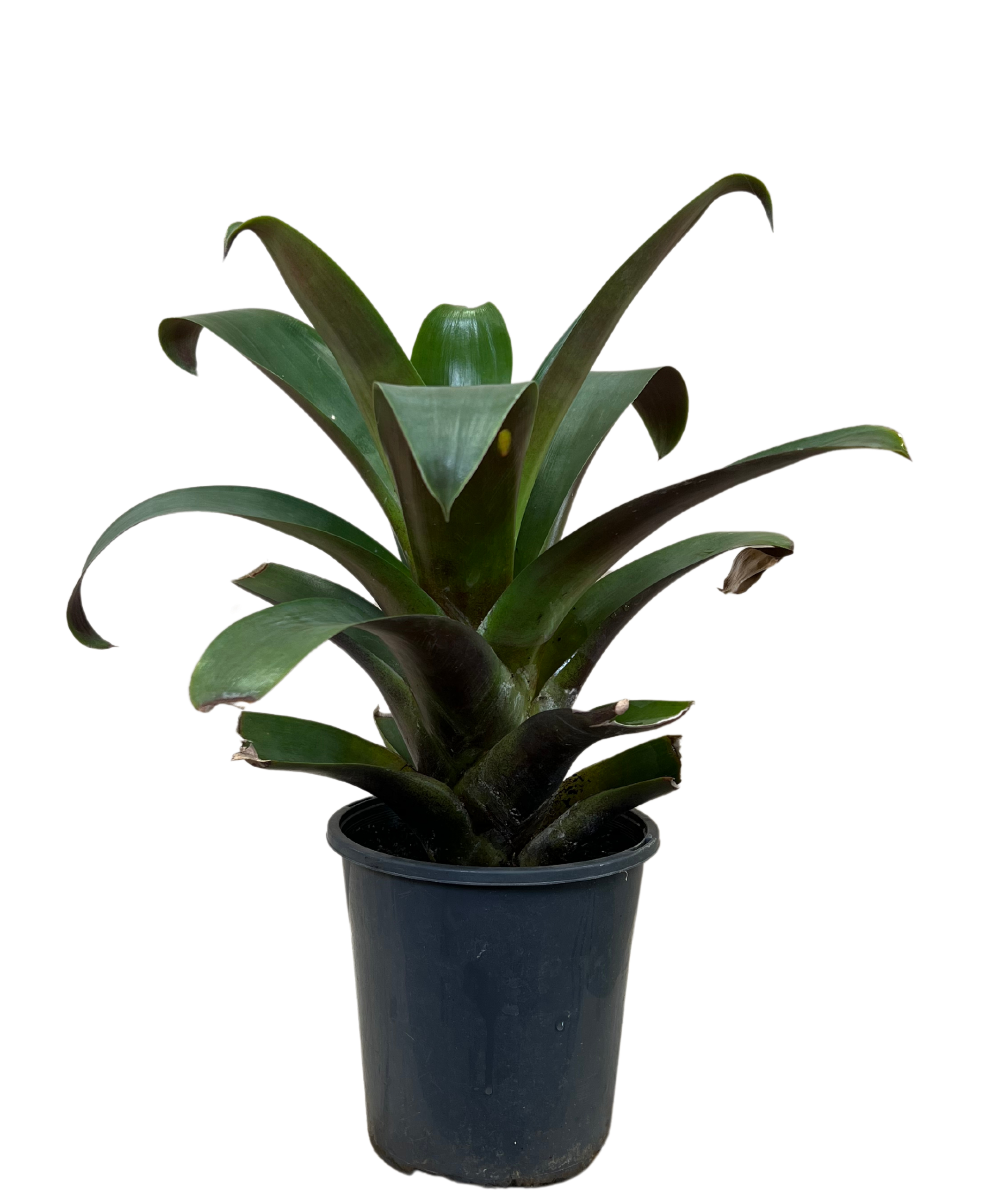 Bromeliad - Alcantarea Imperialis Rubra