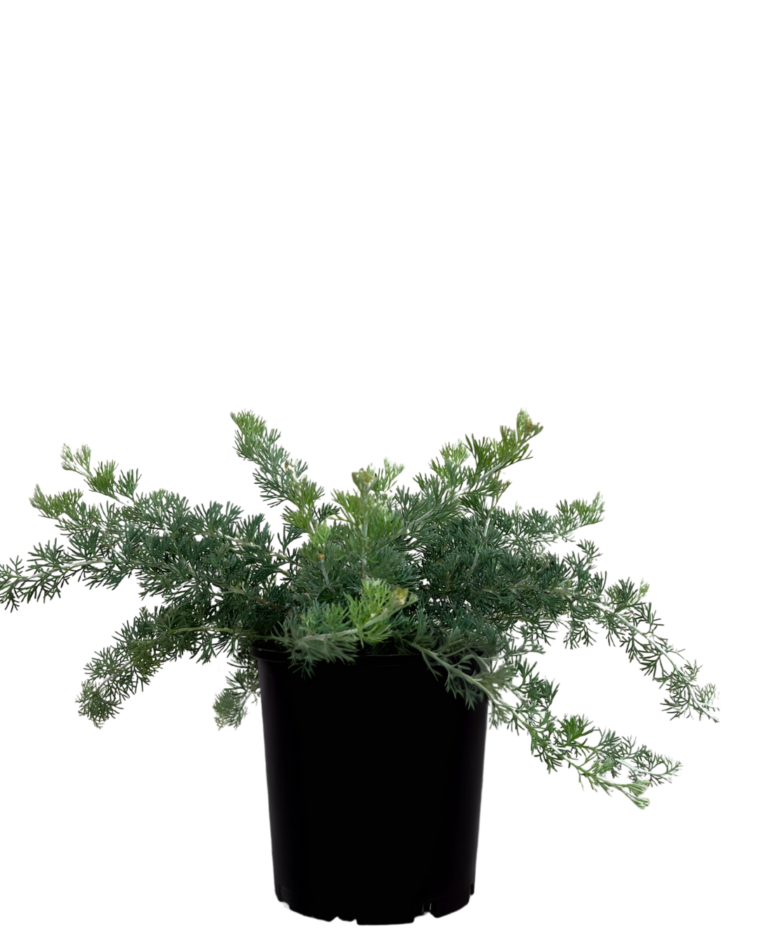 Grevillea Gilt Dragon