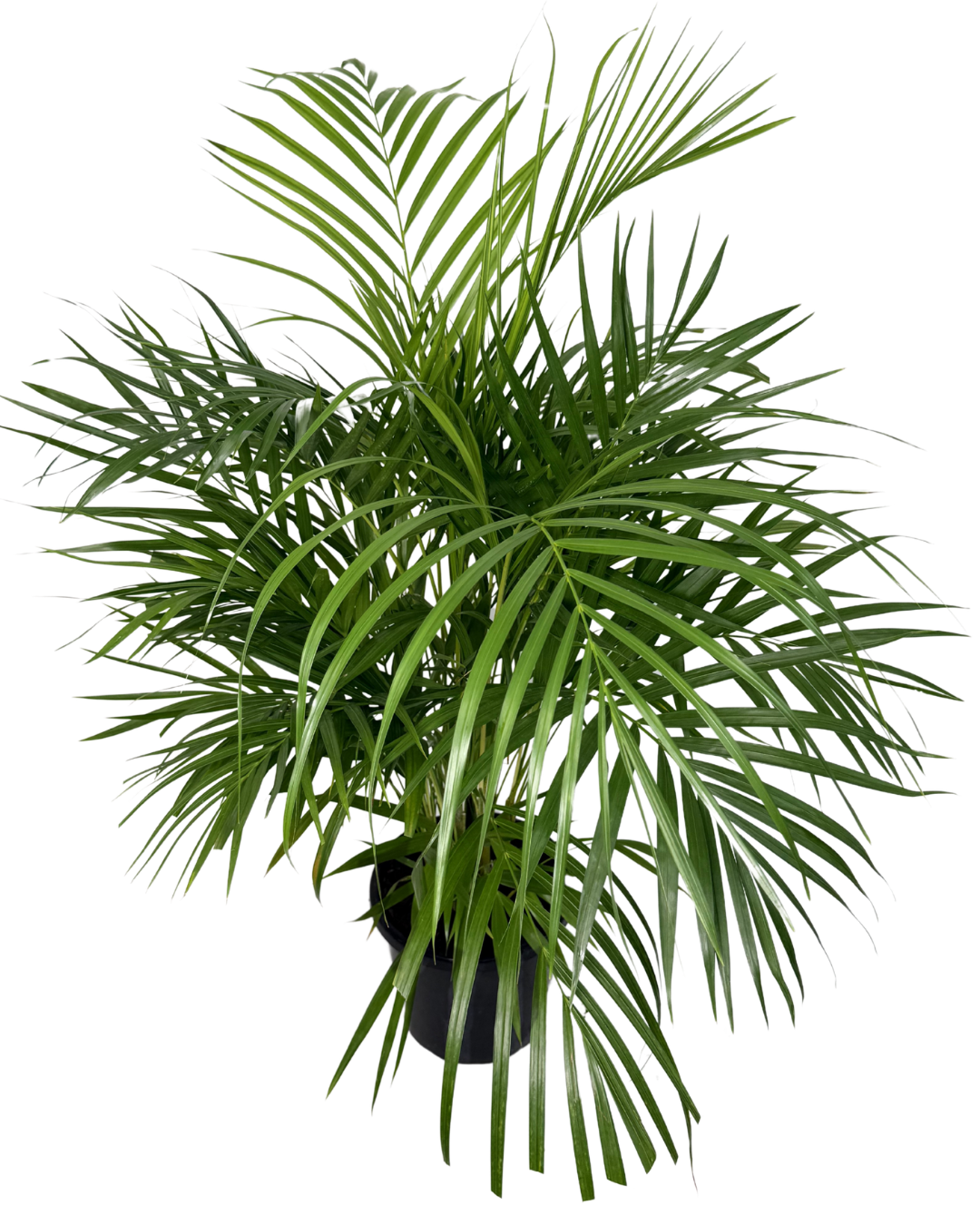 Golden Cane Palm - Dypsis Lutescens