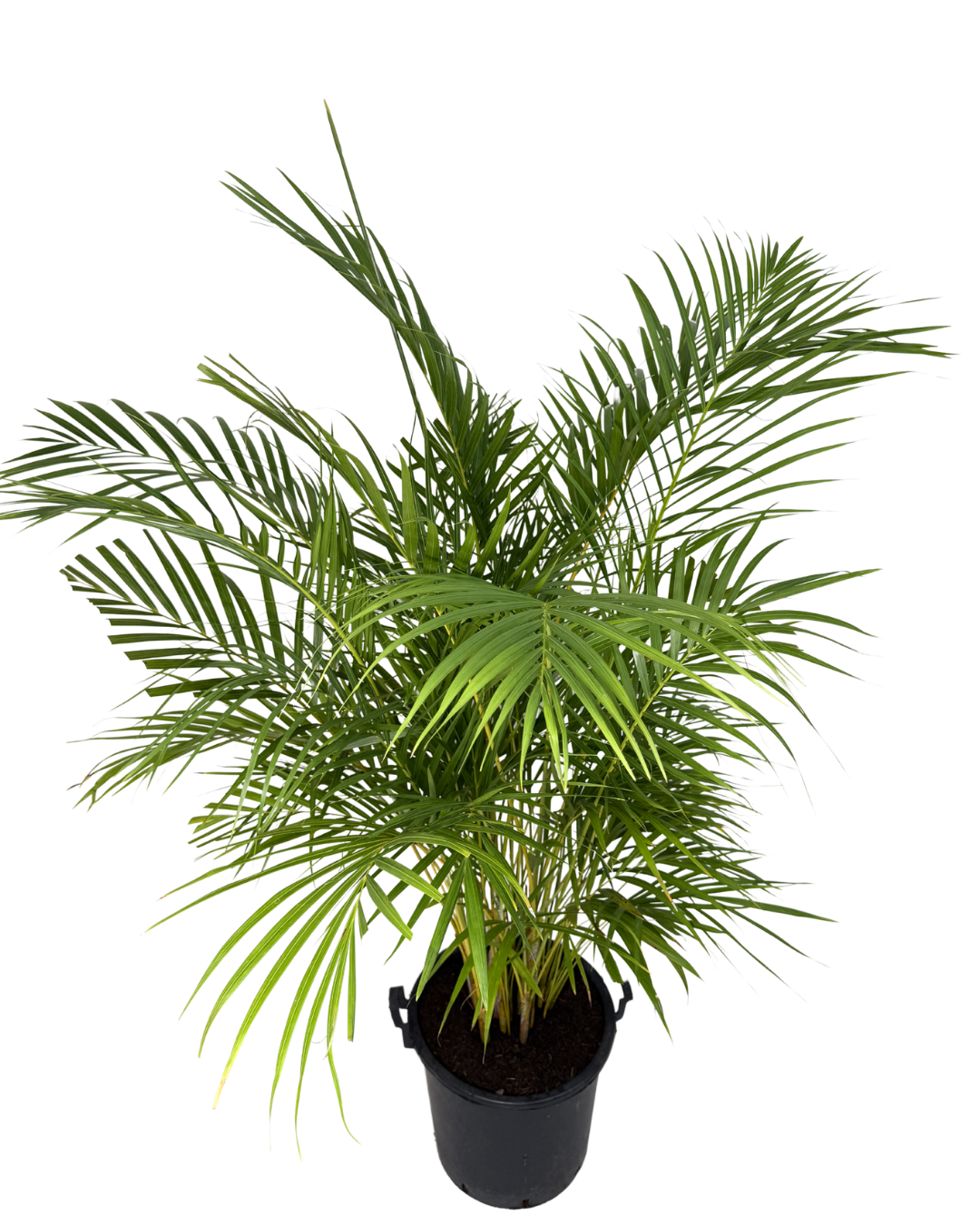Golden Cane Palm - Dypsis Lutescens