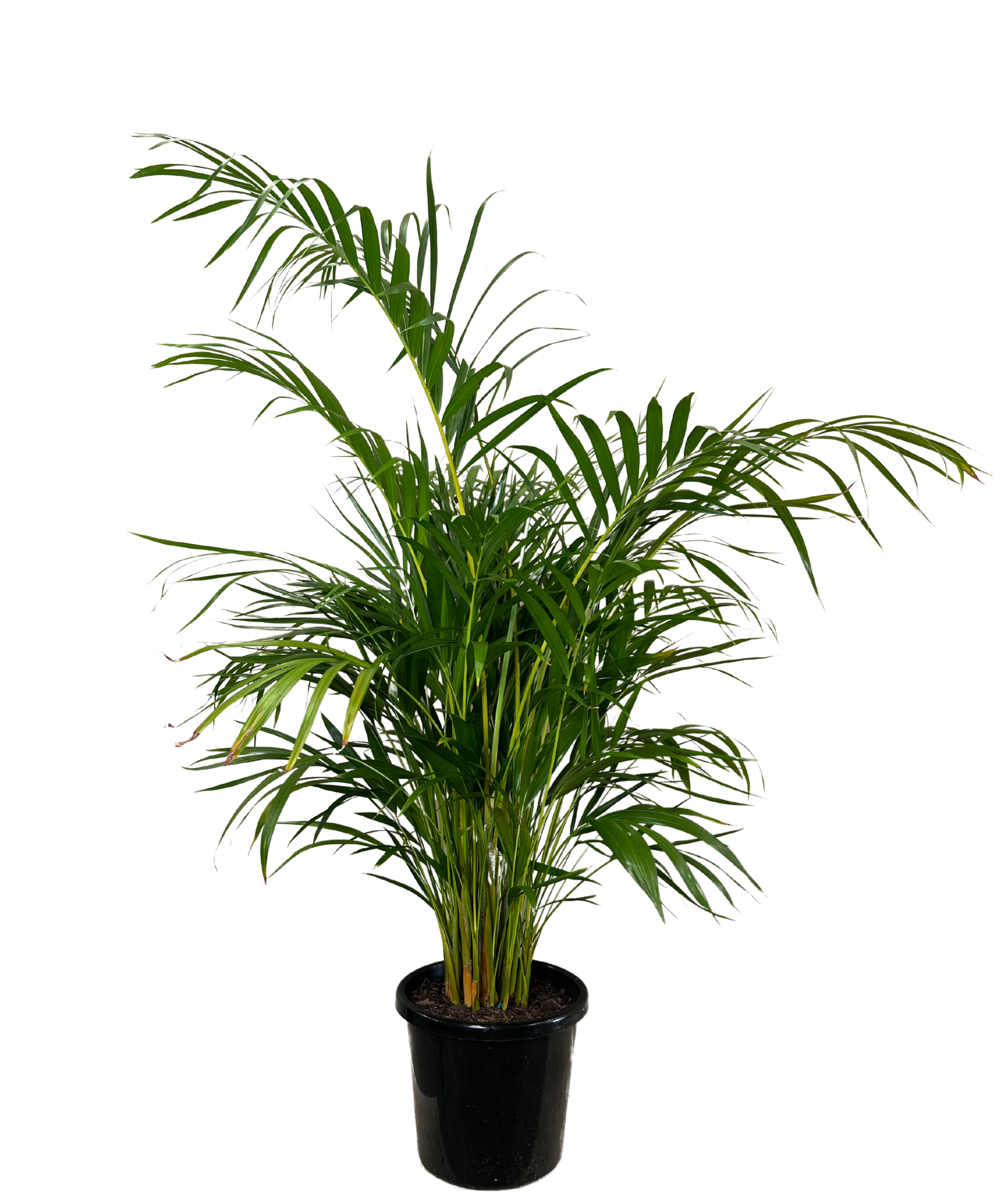 Golden Cane Palm - Dypsis Lutescens