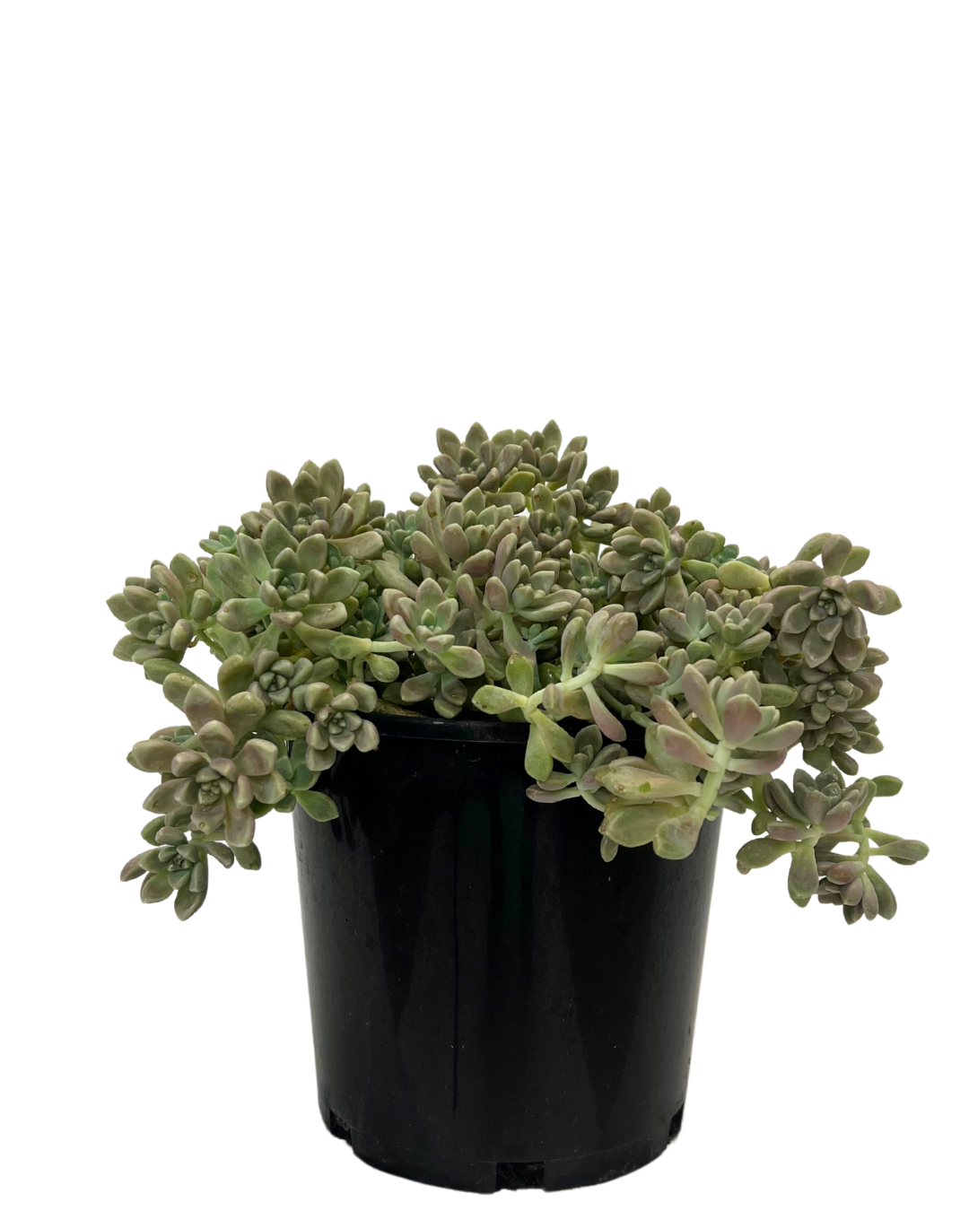 Graptopetalum Mendozae