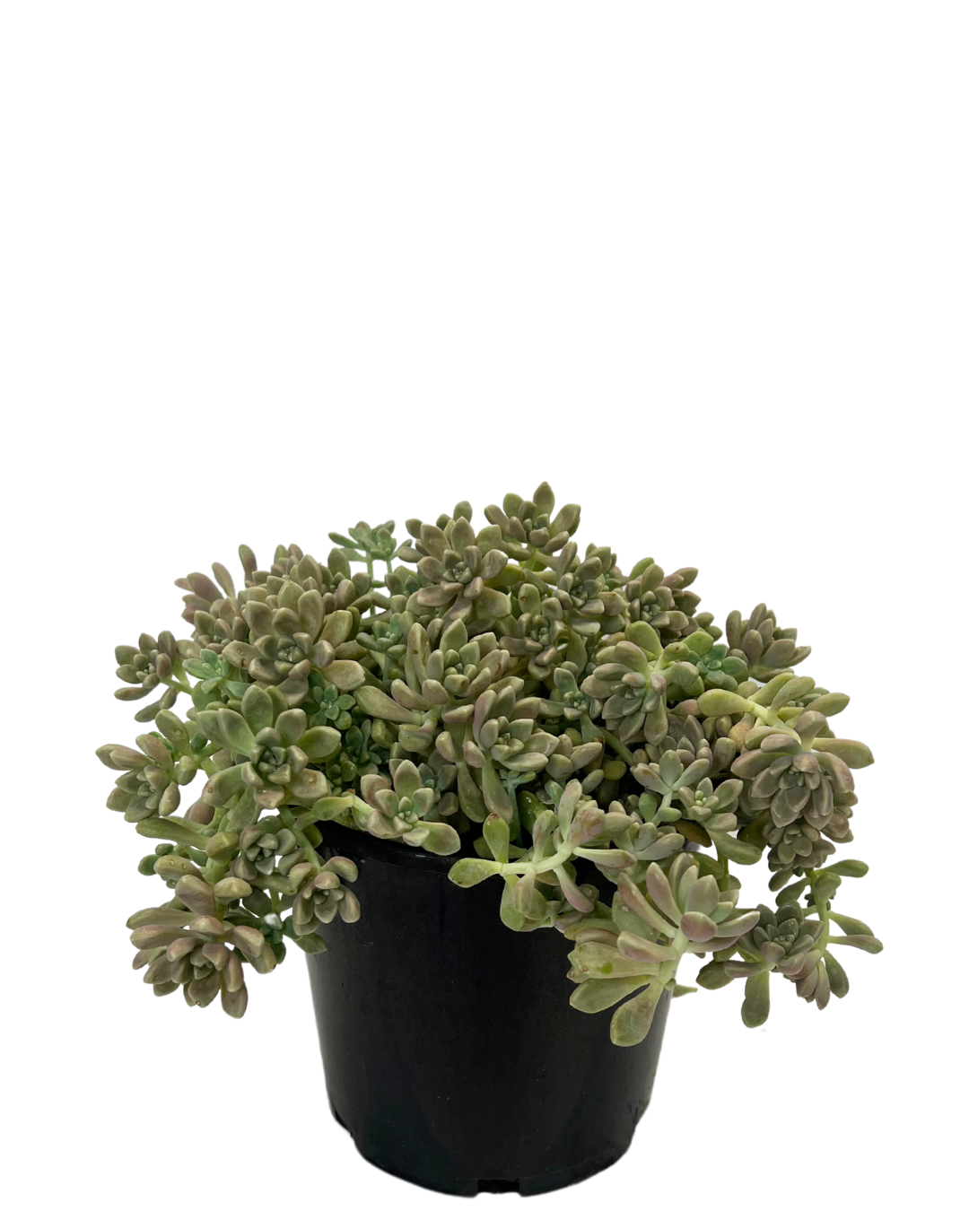 Graptopetalum Mendozae