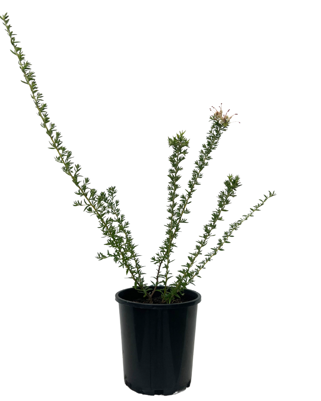 Grevillea Coral Baby