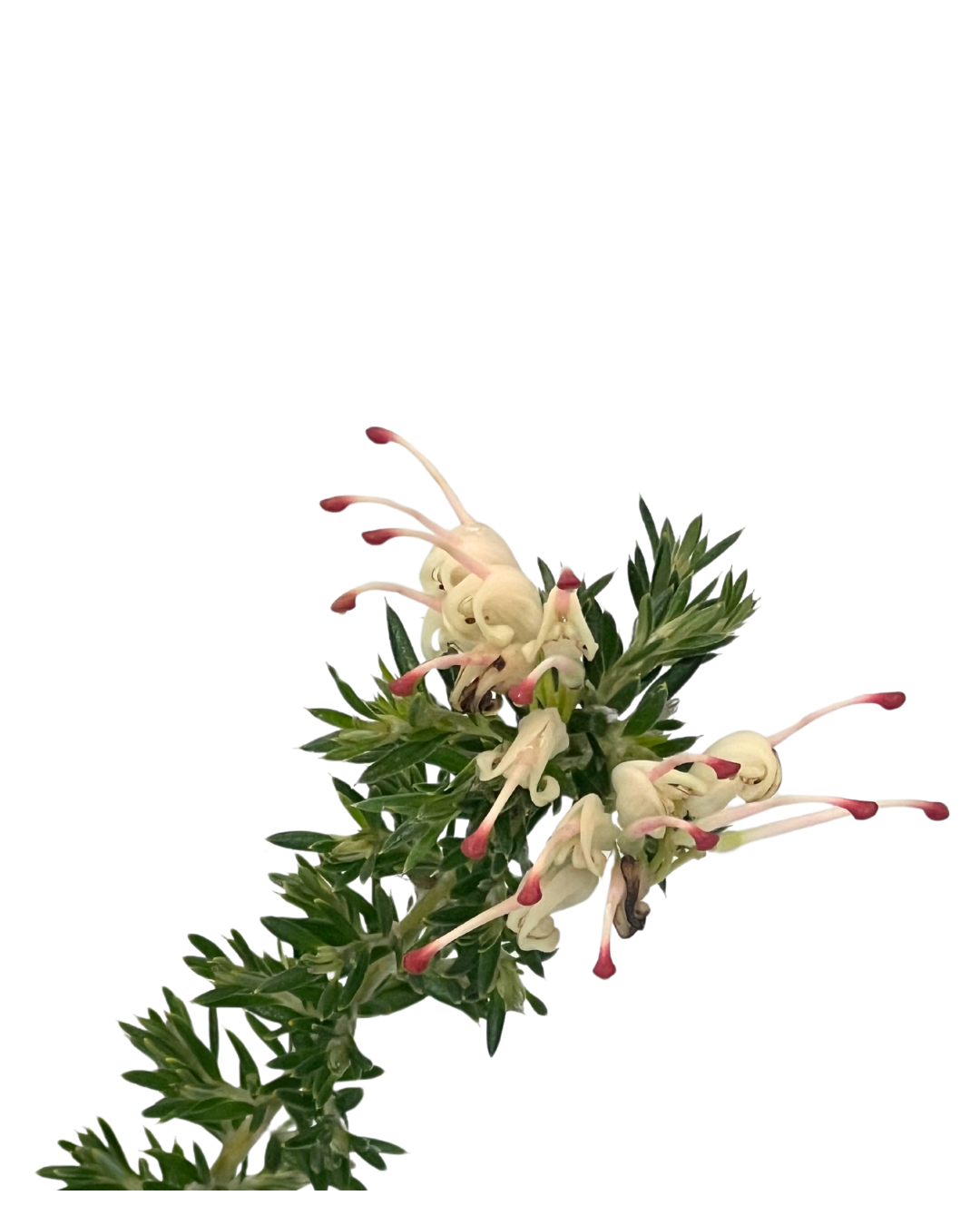 Grevillea Coral Baby