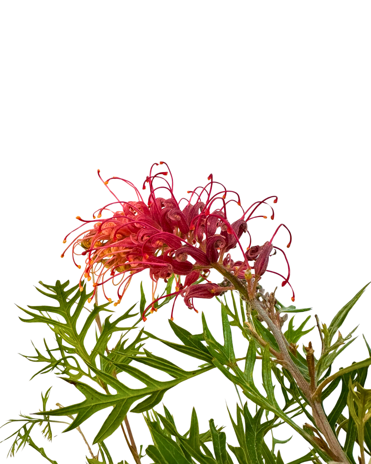 Grevillea Coconut Ice