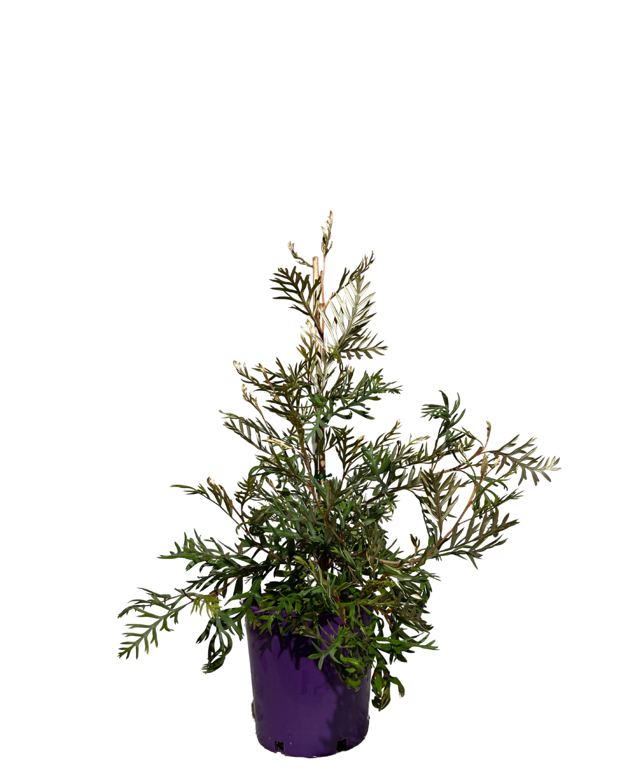 Grevillea Dorothy Gordon