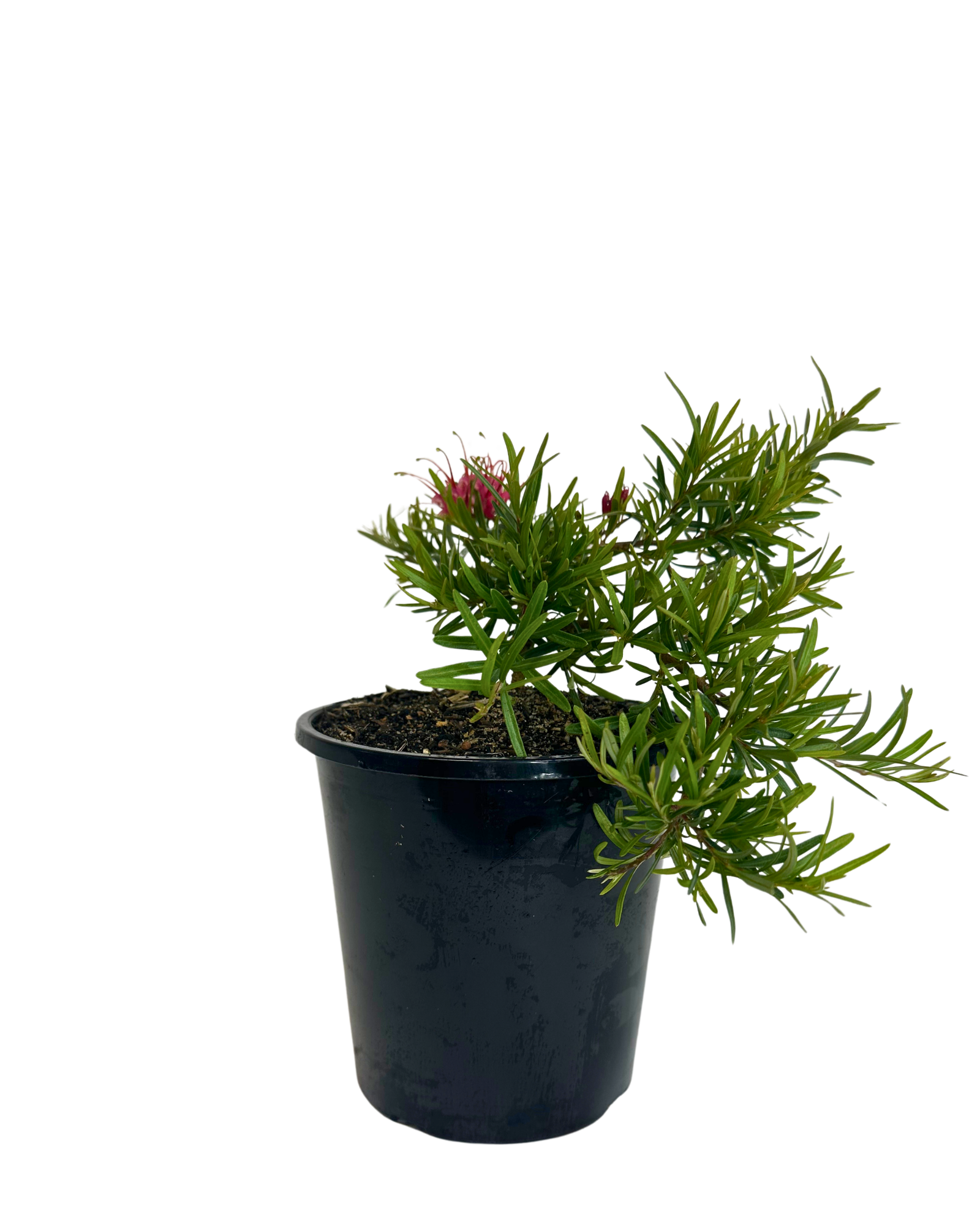 Grevillea Gin Gin Gem