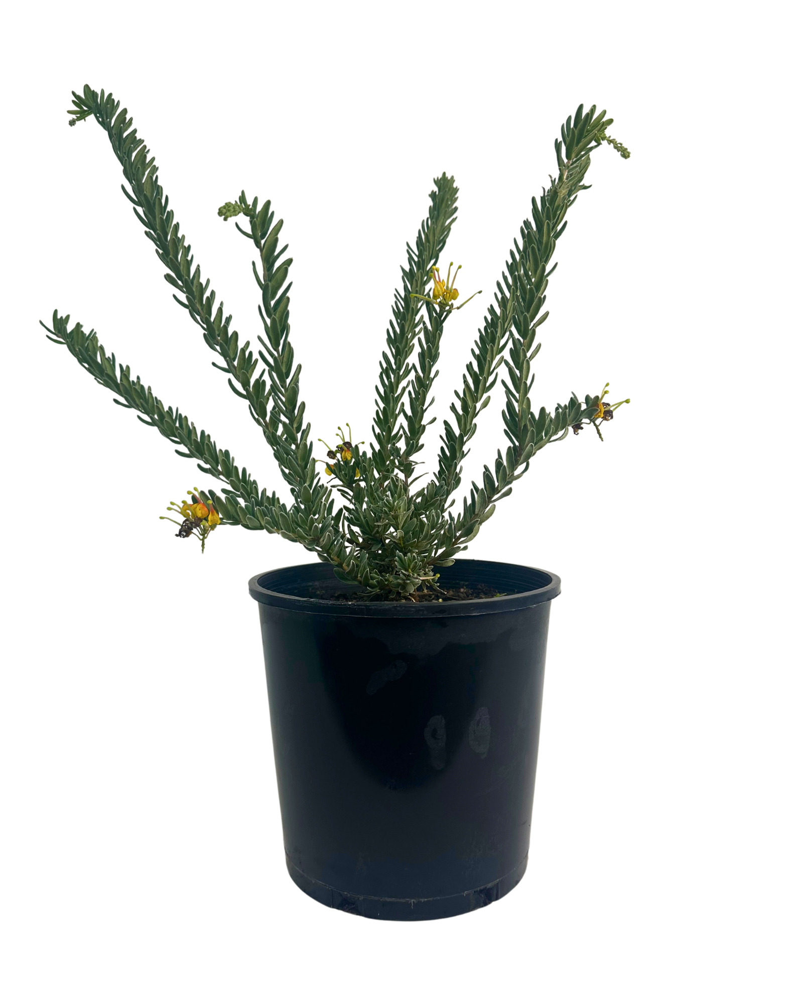 Grevillea Gold Touch