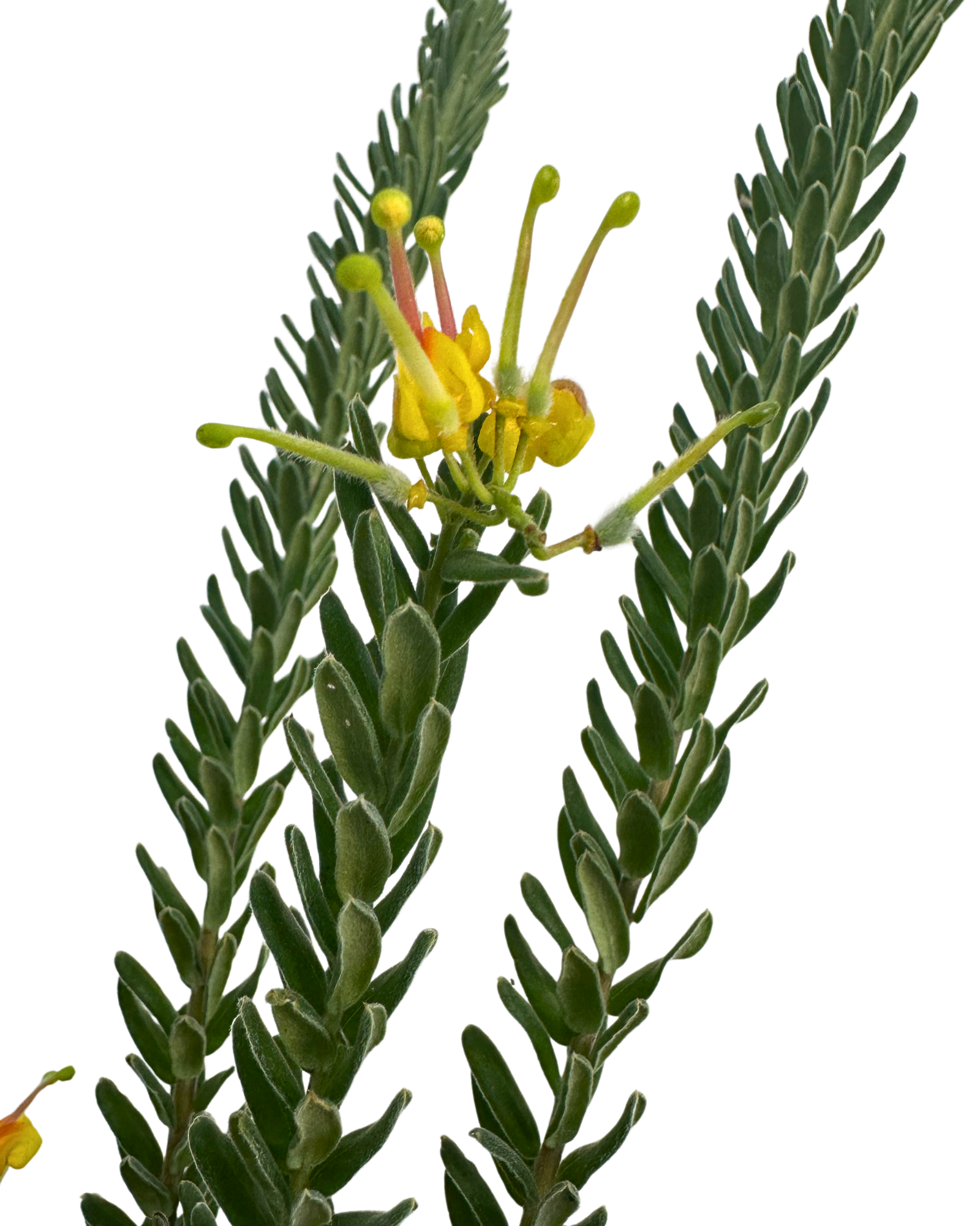 Grevillea Gold Touch