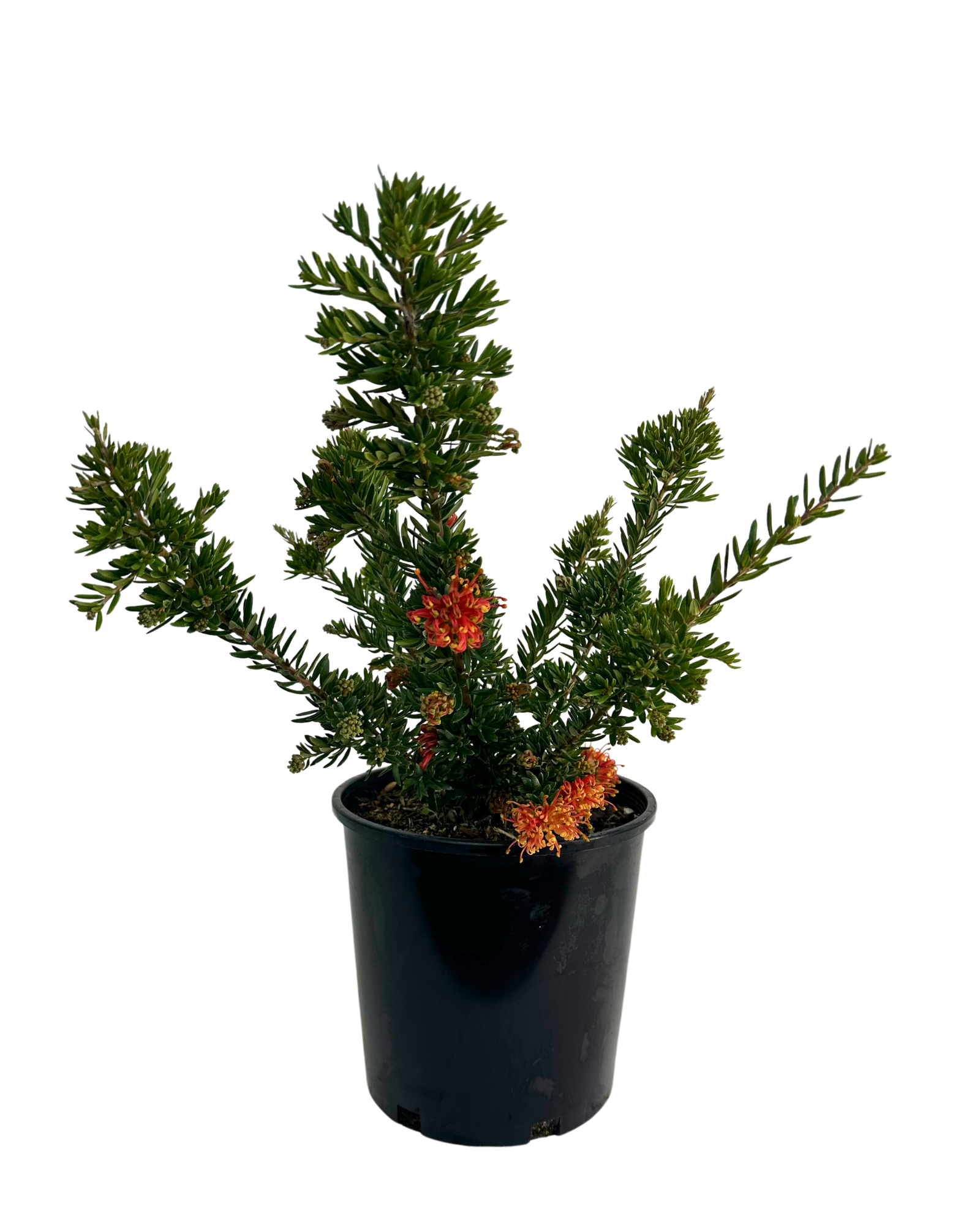 Grevillea Knockout