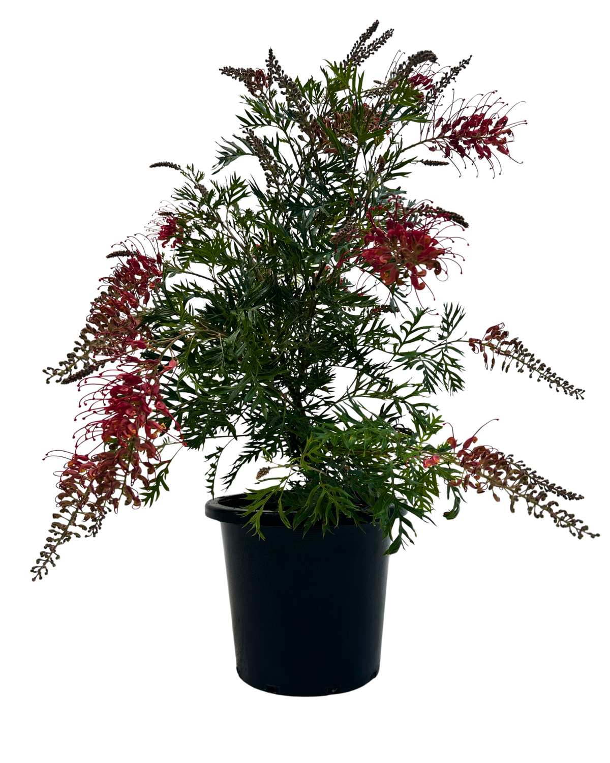 Grevillea Little Robyn