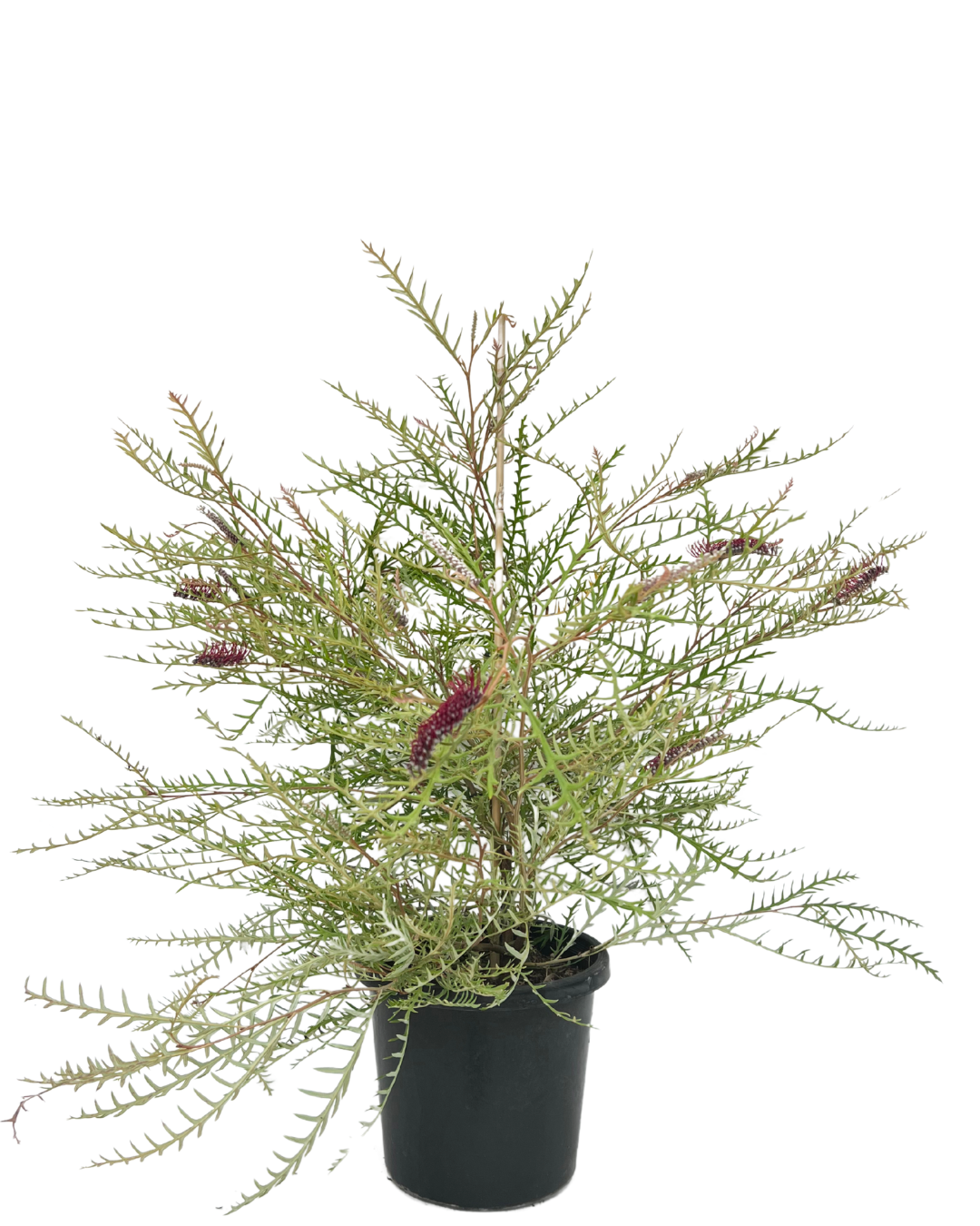 Grevillea Simply Sarah