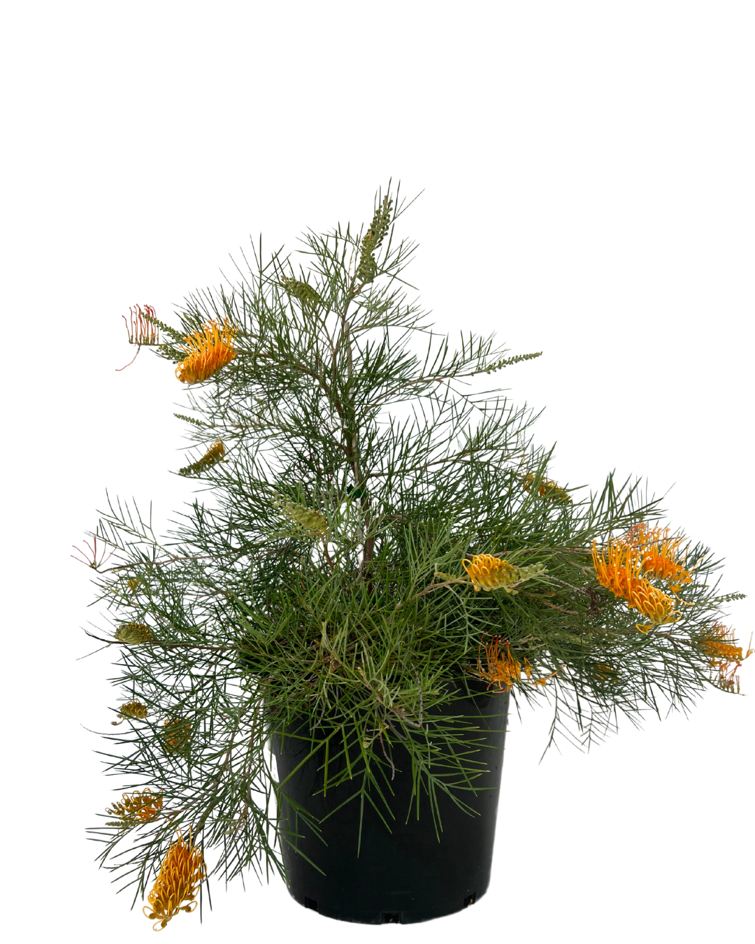 Grevillea Webbs Legacy